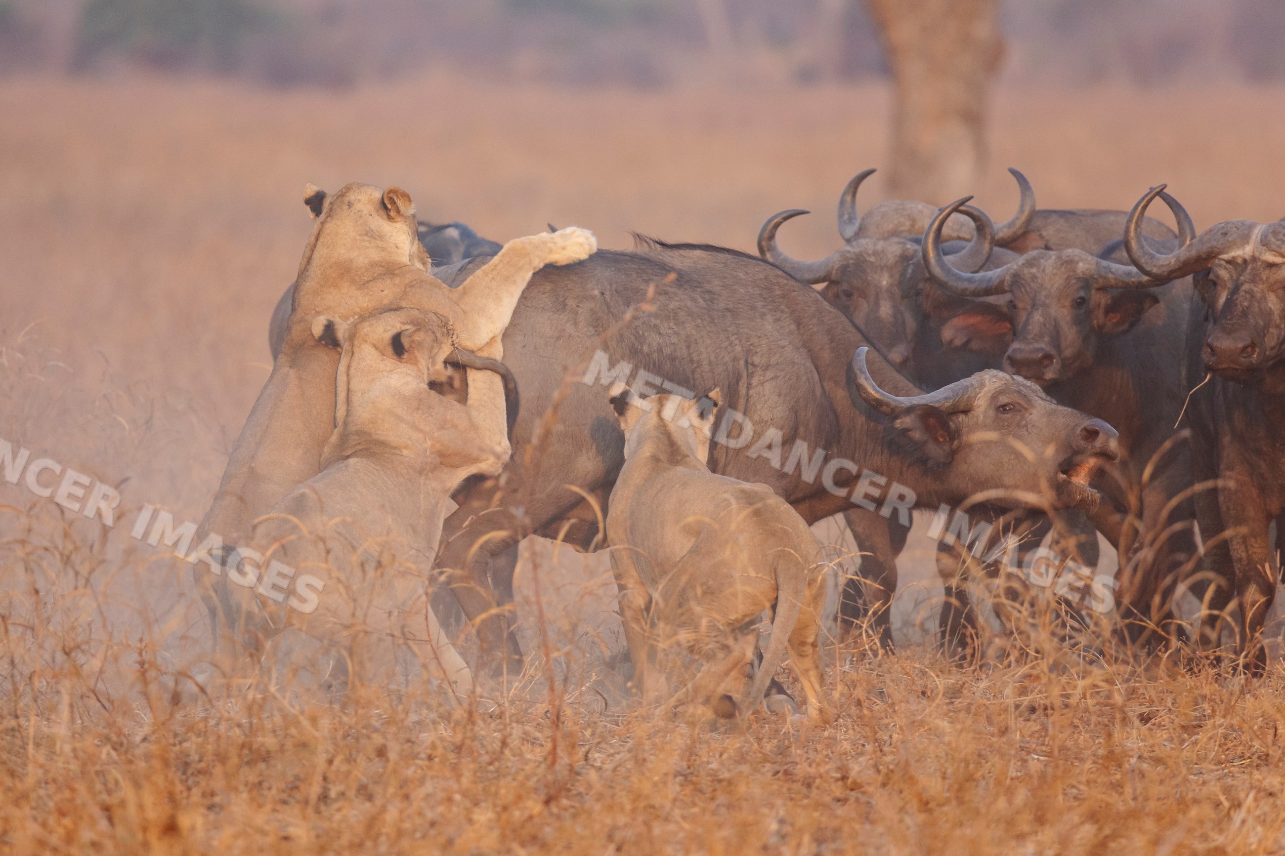 Lions from the Nsefu Pride hunting a Cape Buffalo in a park