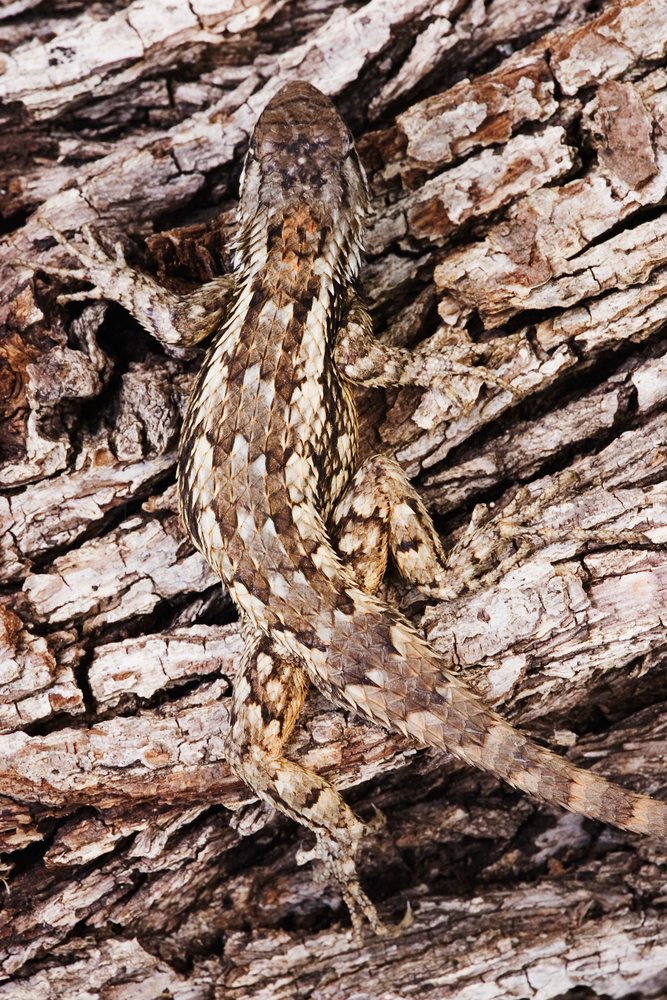 Texas spiny lizard resting on tree bark in Texas USA