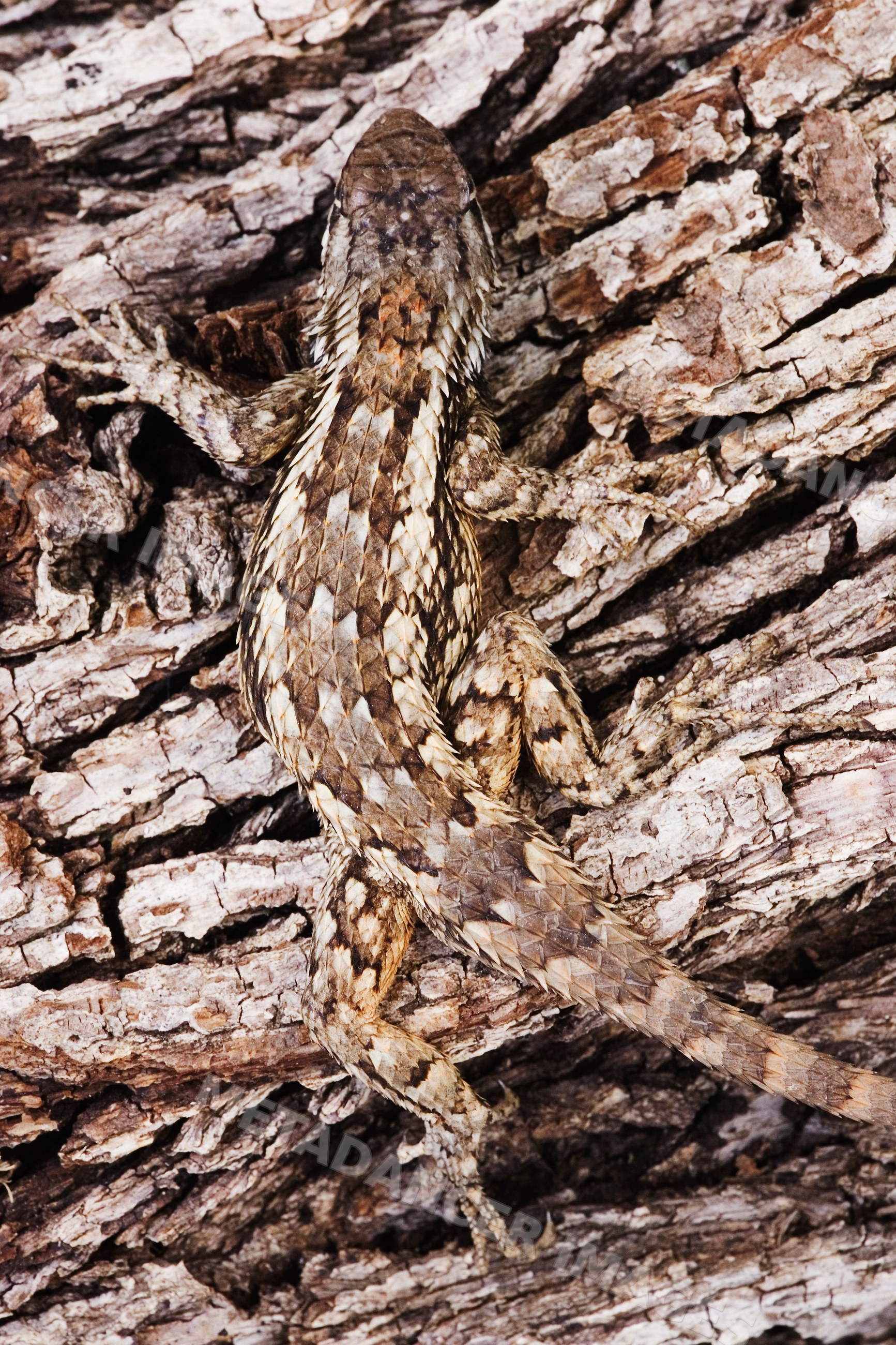 Texas spiny lizard resting on tree bark in Texas USA