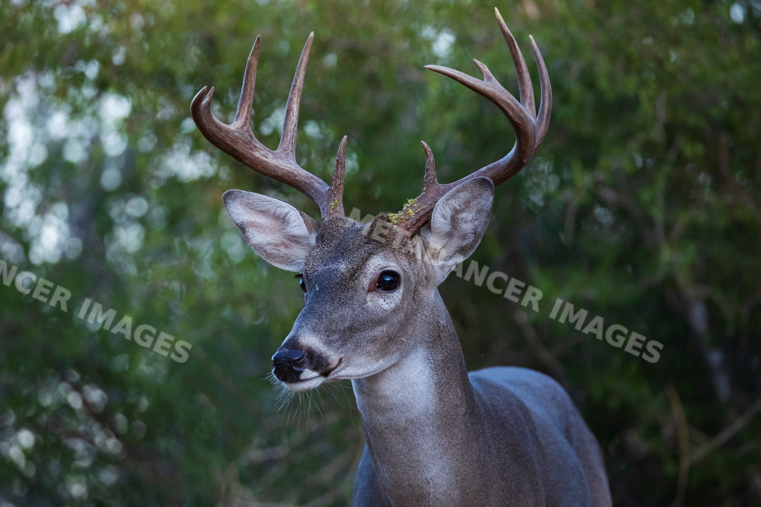 Portrait of a Buck with antlers at santa clara Ranch