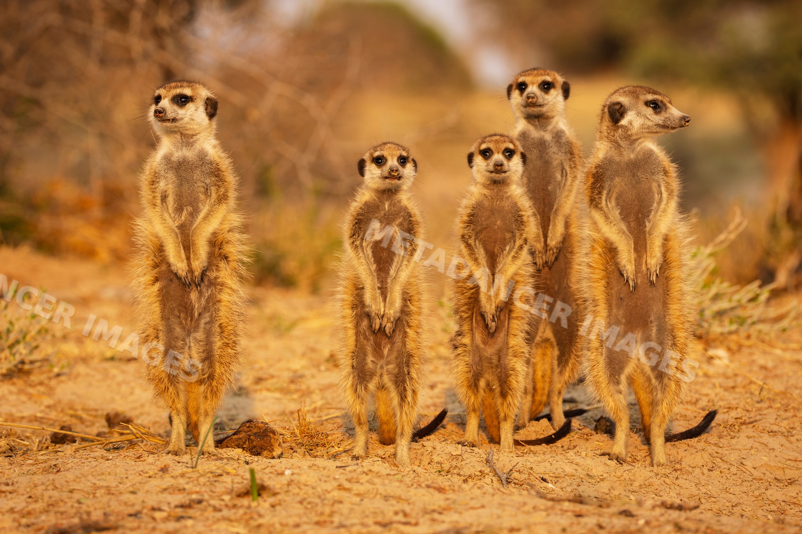 Meerkats sunning at the den at Sunrise in South Africa Kalahari Desert