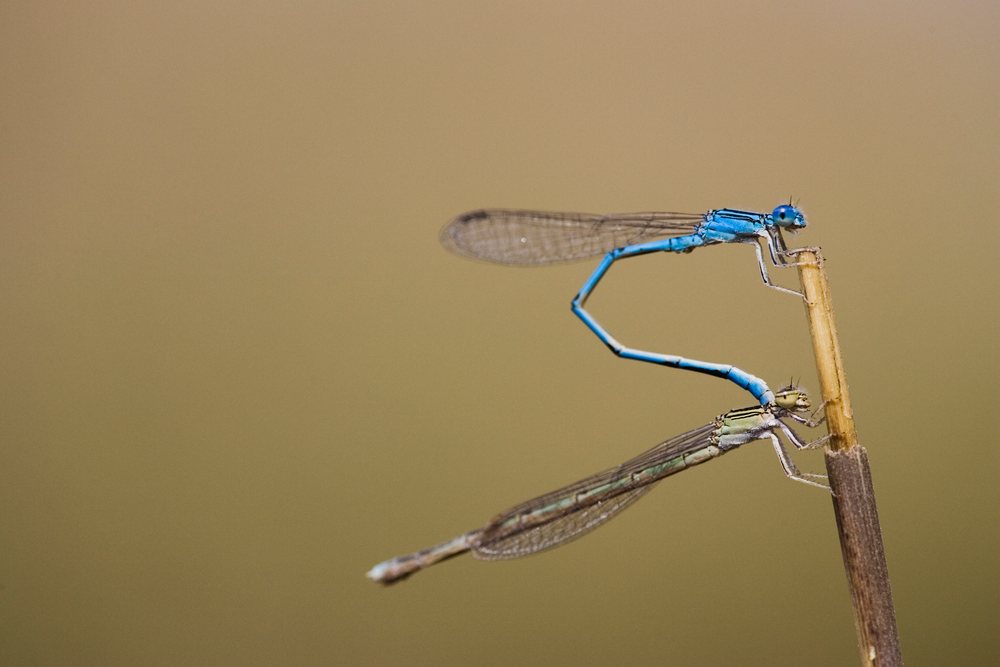 Mating damselflies perched on stick