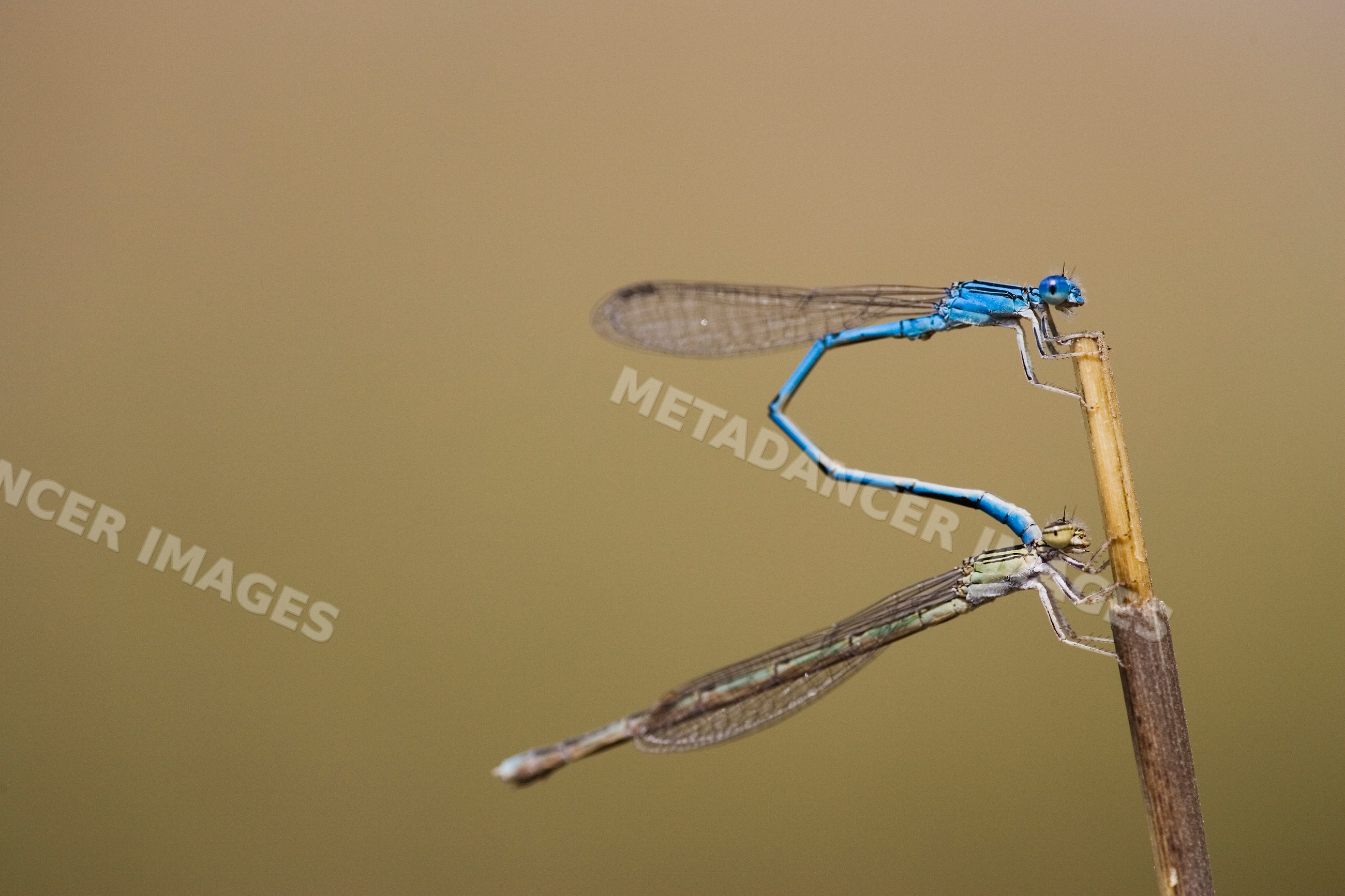 Mating damselflies perched on stick