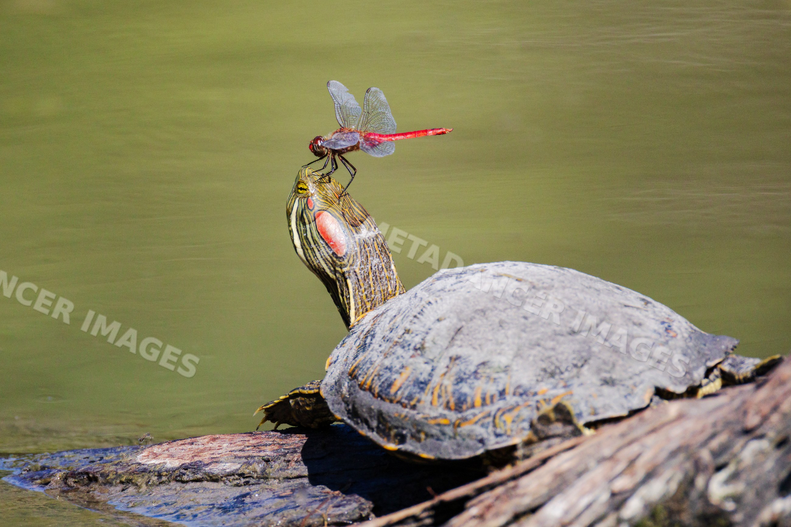Red dragonfly perched on red-Eared Slider turtle in Texas water