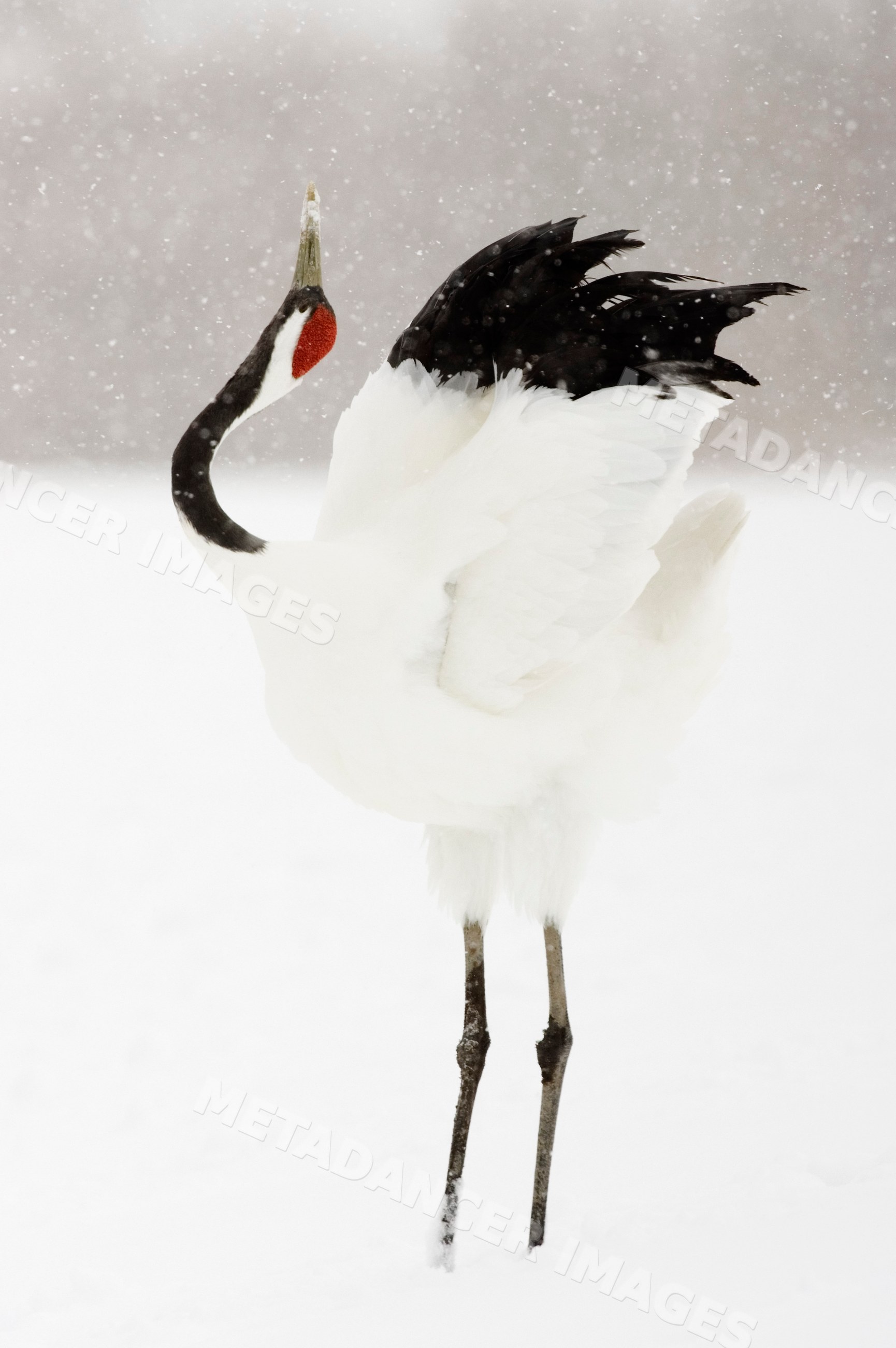 Red crowned crane standing in snowy landscape japan
