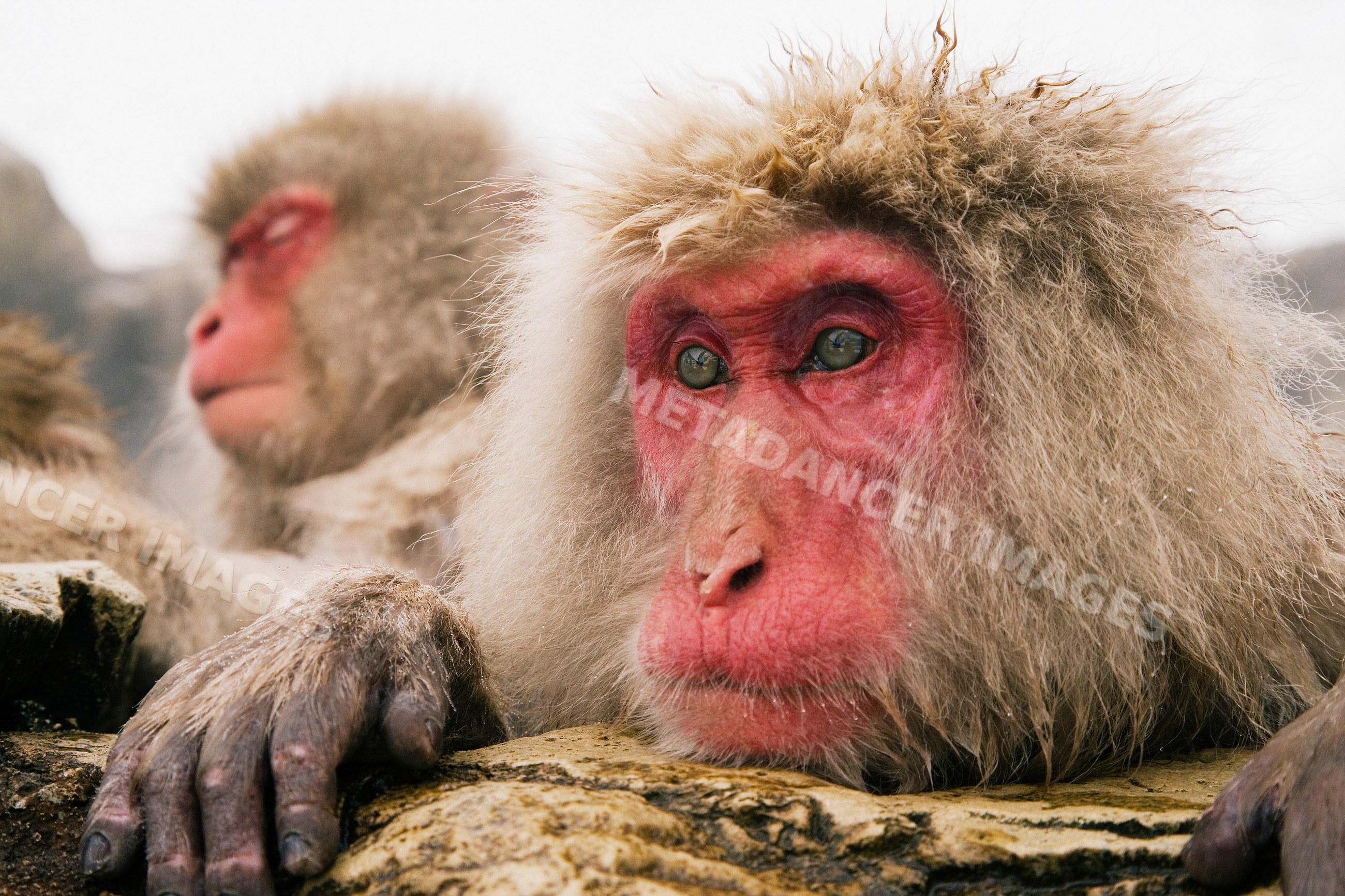 Japanese macaques resting on rock in winter landscape in Japan