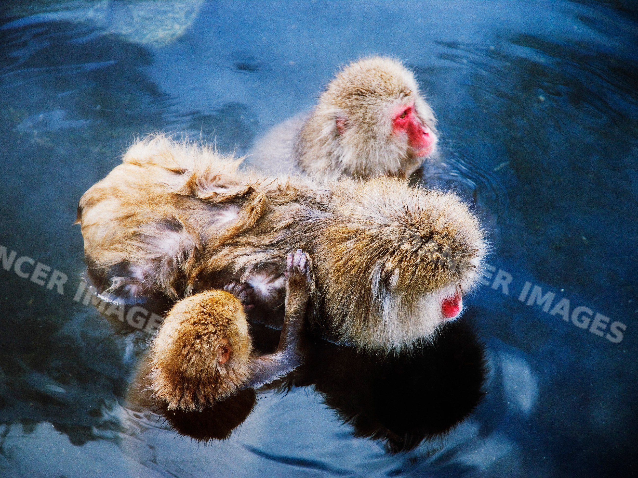 Japanese macaques bathing together in Japan during winter