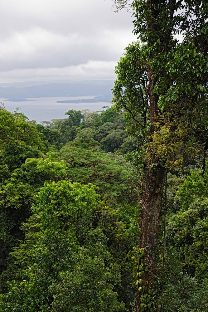 Arenal lagoon viewed from tropical rainforest