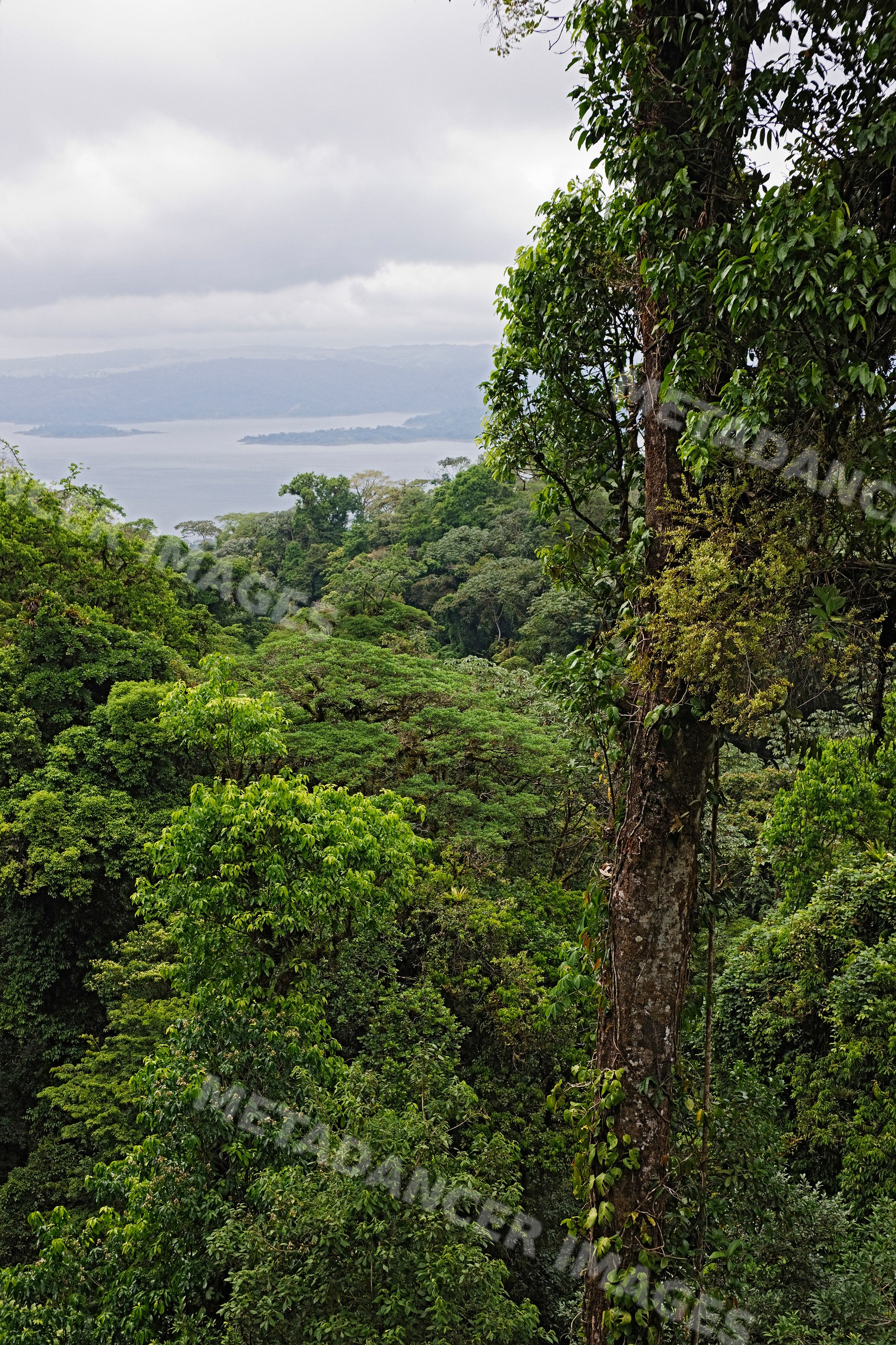 Arenal lagoon viewed from tropical rainforest