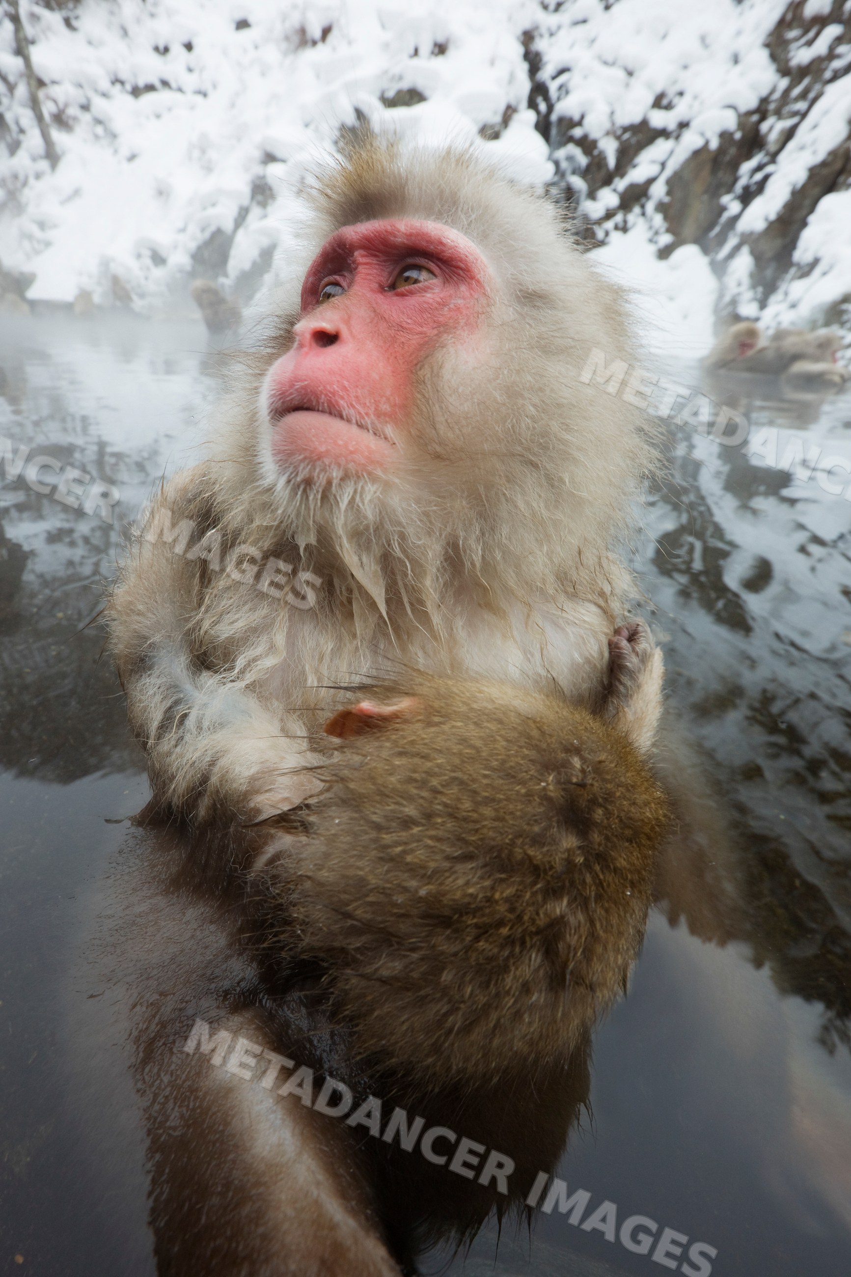 Japanese macaque mother cuddling young macaque in snowy hot spring