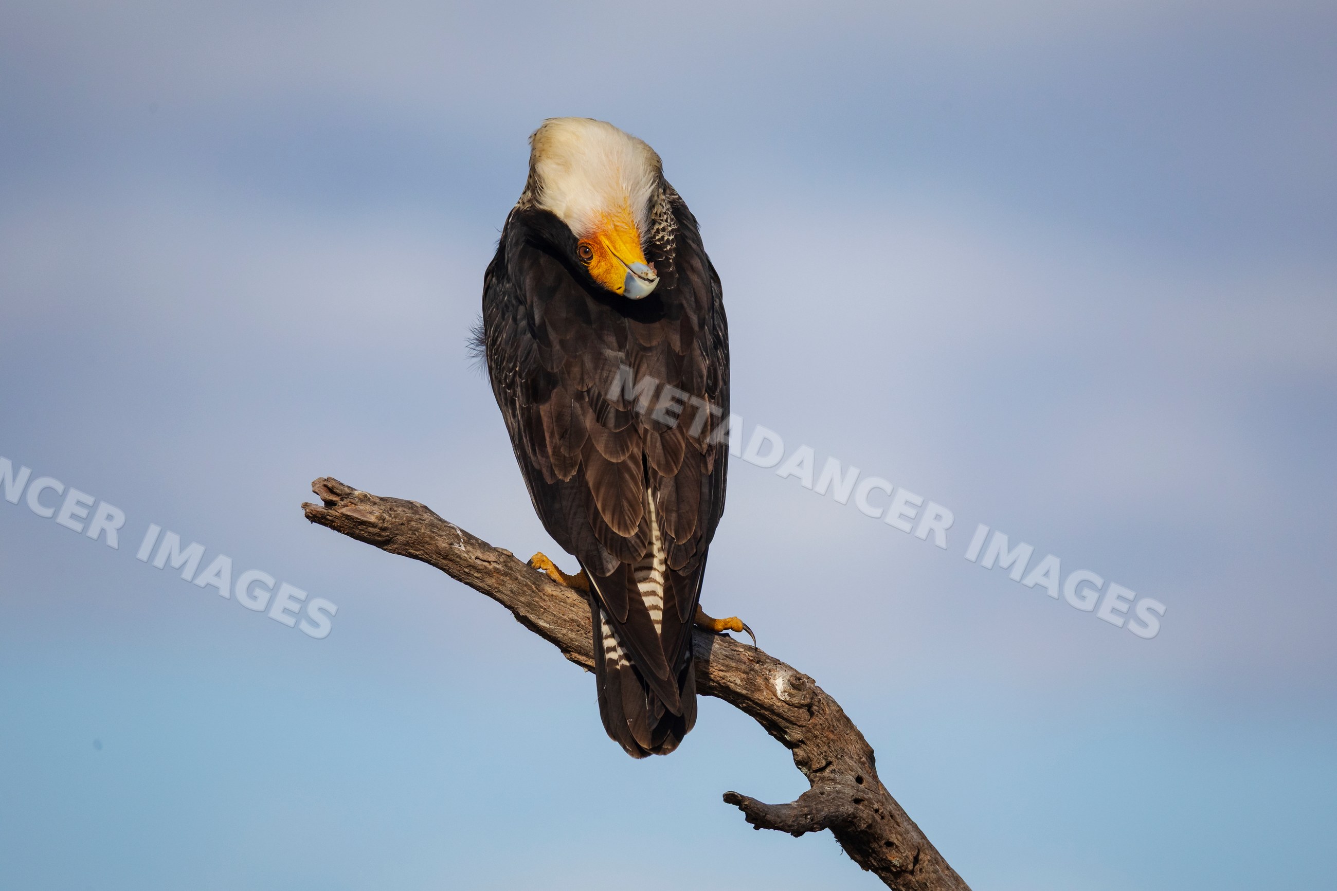 Crested caracara performing head throwback on a branch