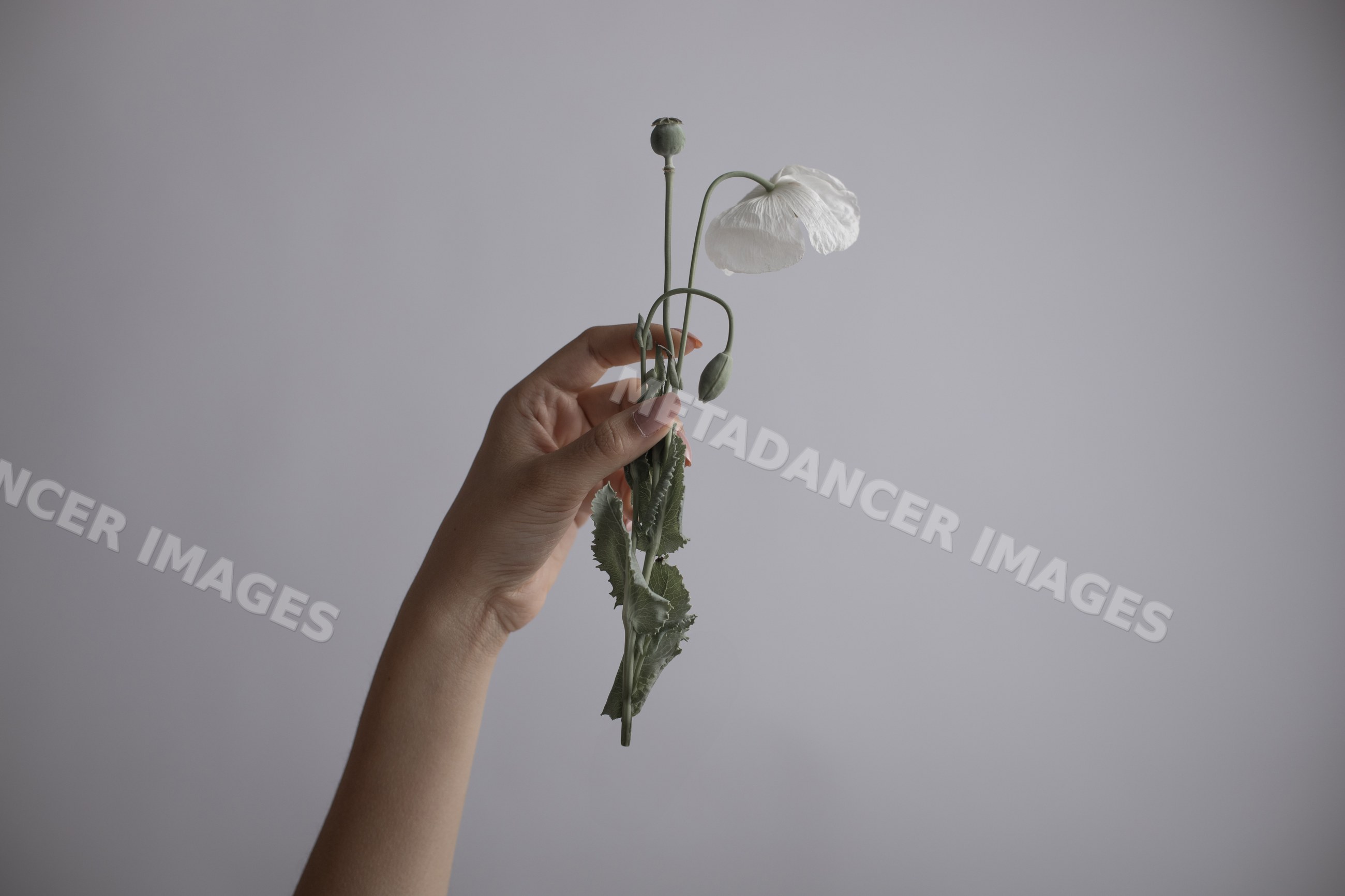 Hand white poppy flower with seed pod and leaves