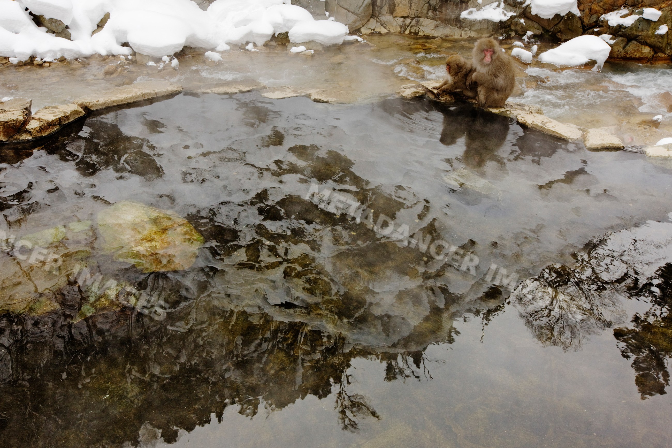 Japanese macaques bathing in hot spring, nagano