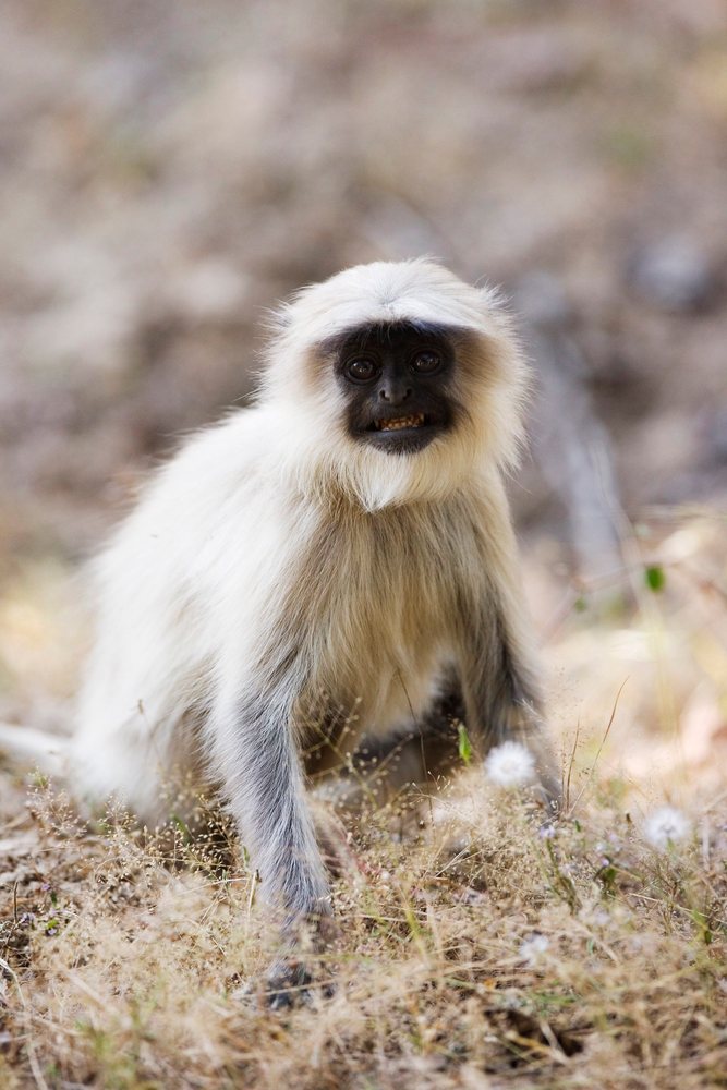 Langur monkey sitting on dry forest floor