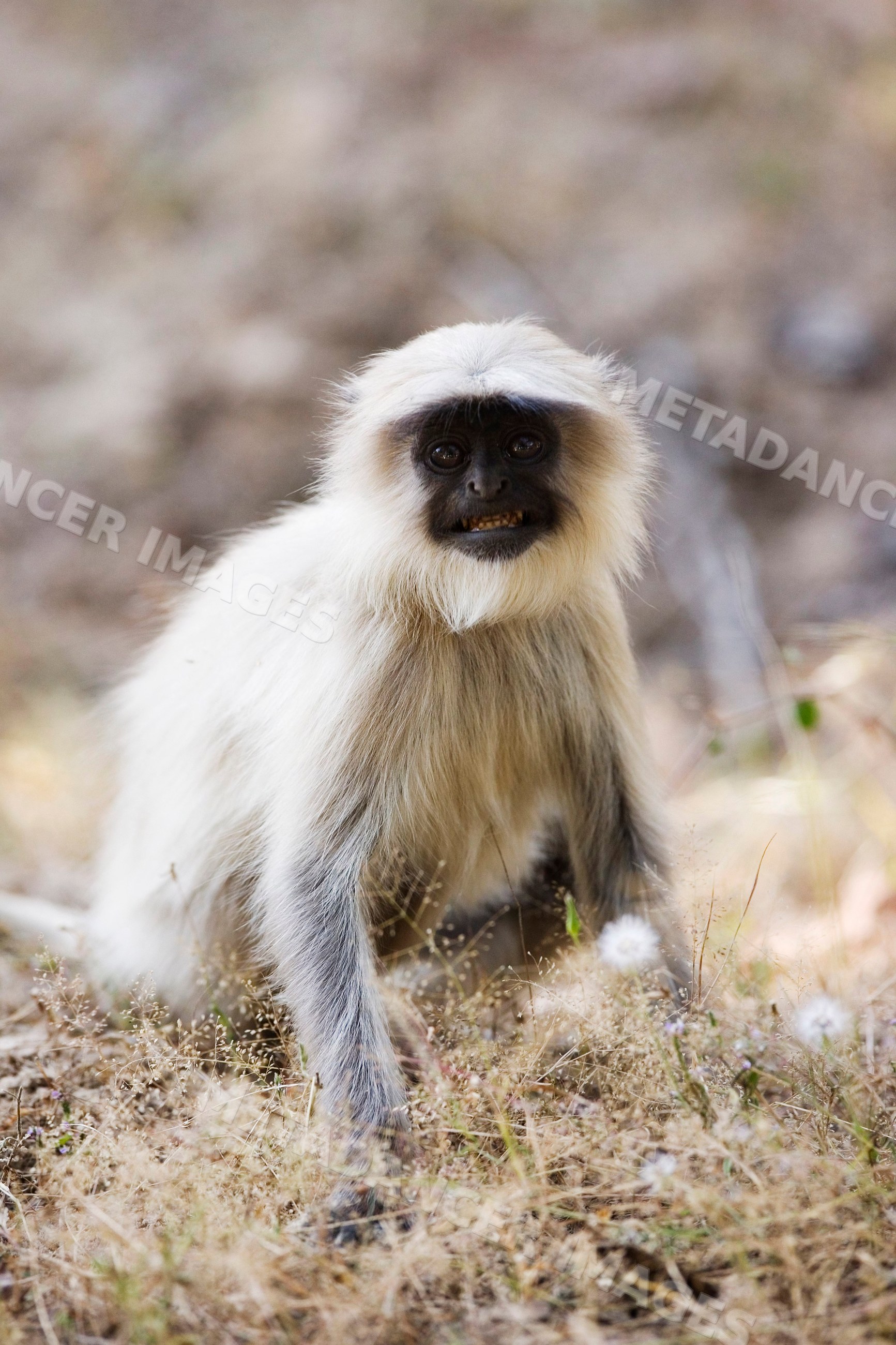 Langur monkey sitting on dry forest floor