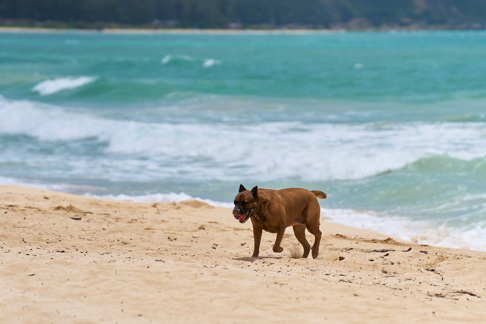 Dog playing with ball on sandy beach by ocean waves in a beach