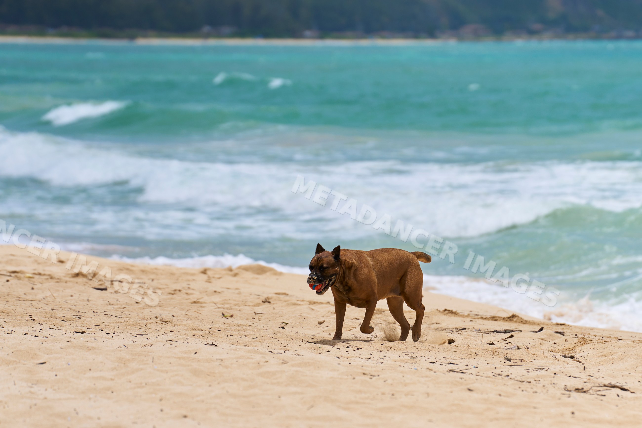 Dog playing with ball on sandy beach by ocean waves in a beach