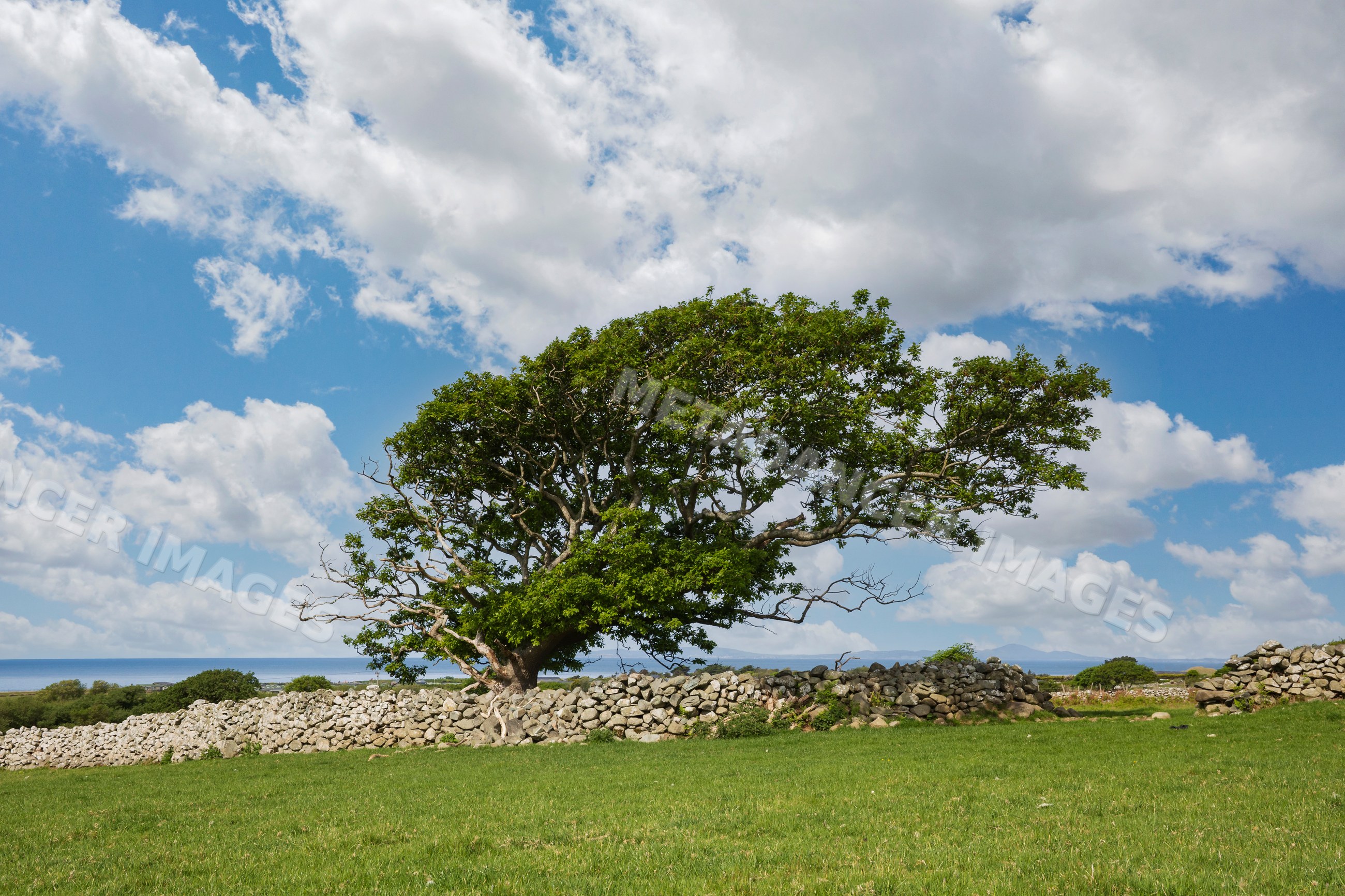 Wind blown Oak Tree beside stone wall in rural welsh landscape