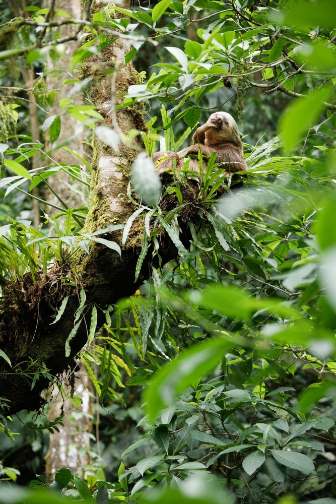 Two-toed sloth resting on tree branch in tropical forest