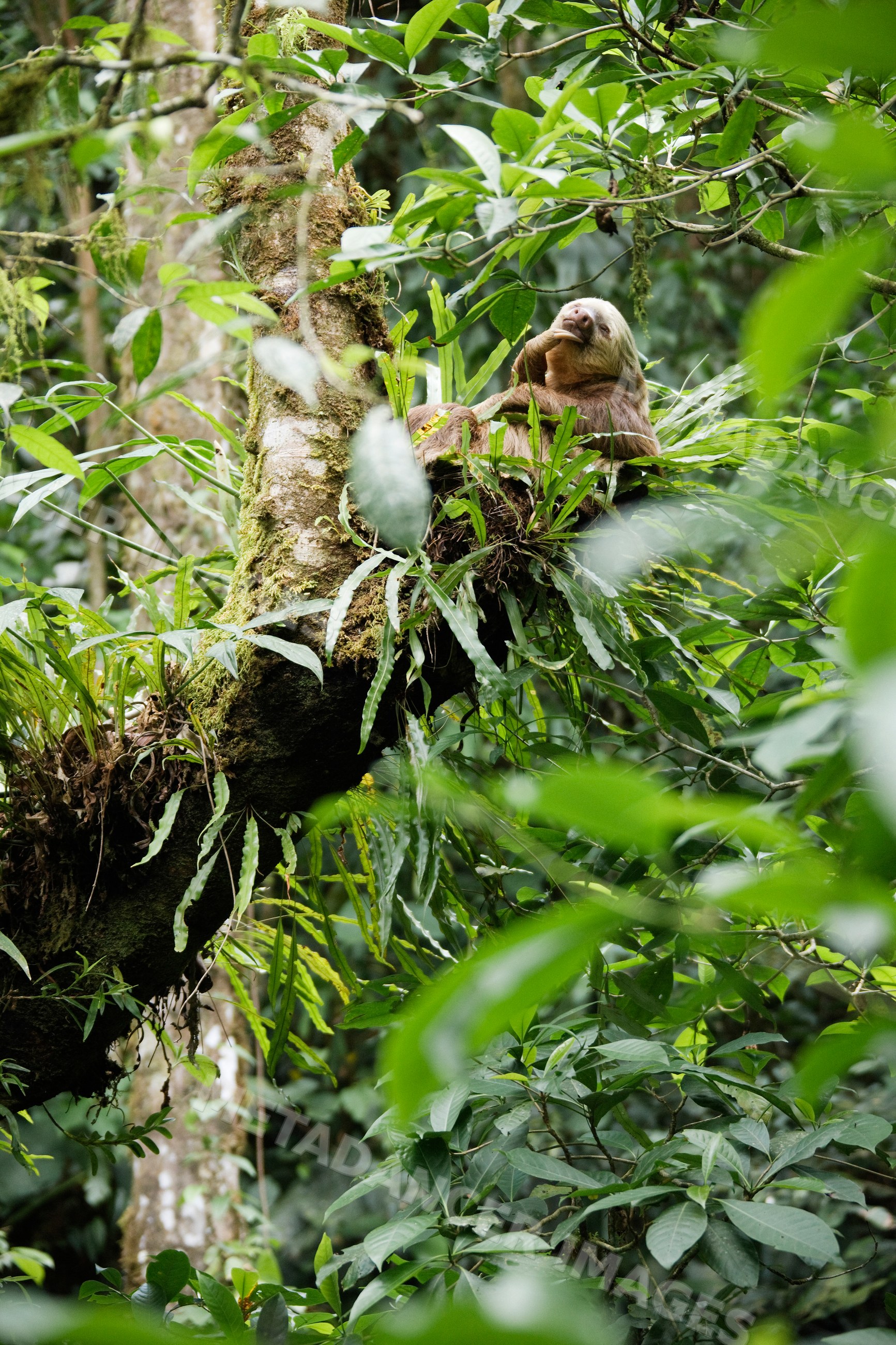 Two-toed sloth resting on tree branch in tropical forest