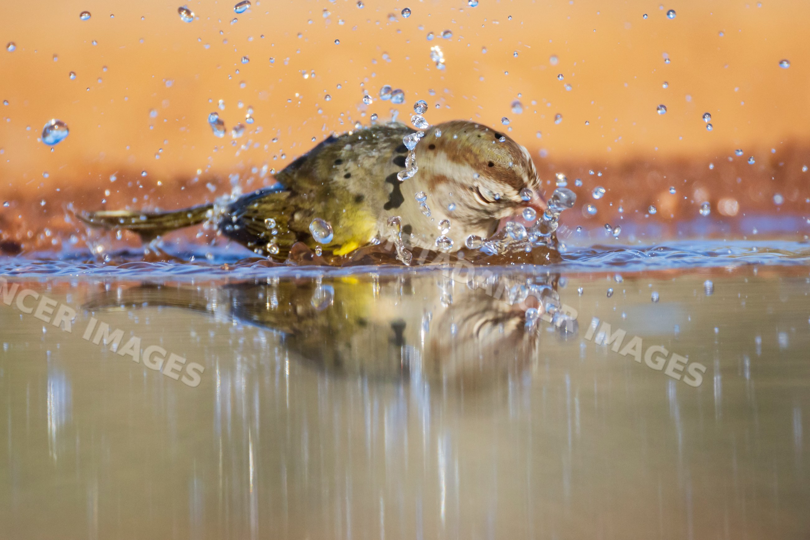 Olive sparrow bathing with splashing water and reflection
