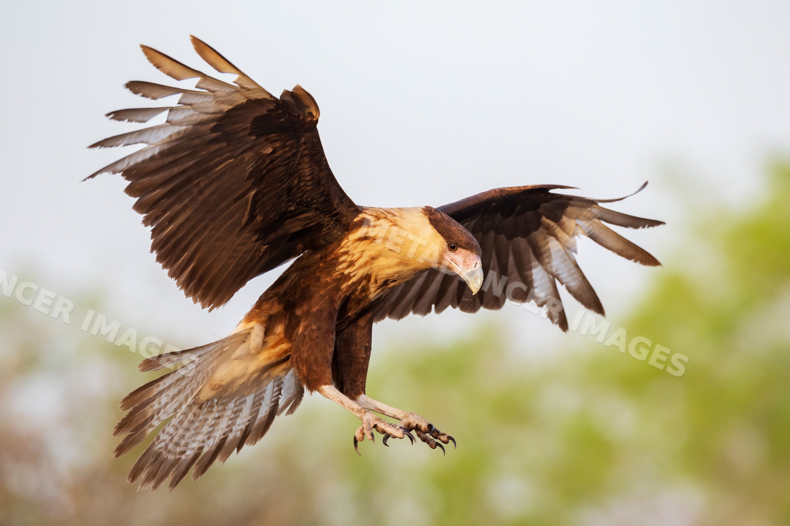 Juvenile crested caracara landing with wings spread in texas nature