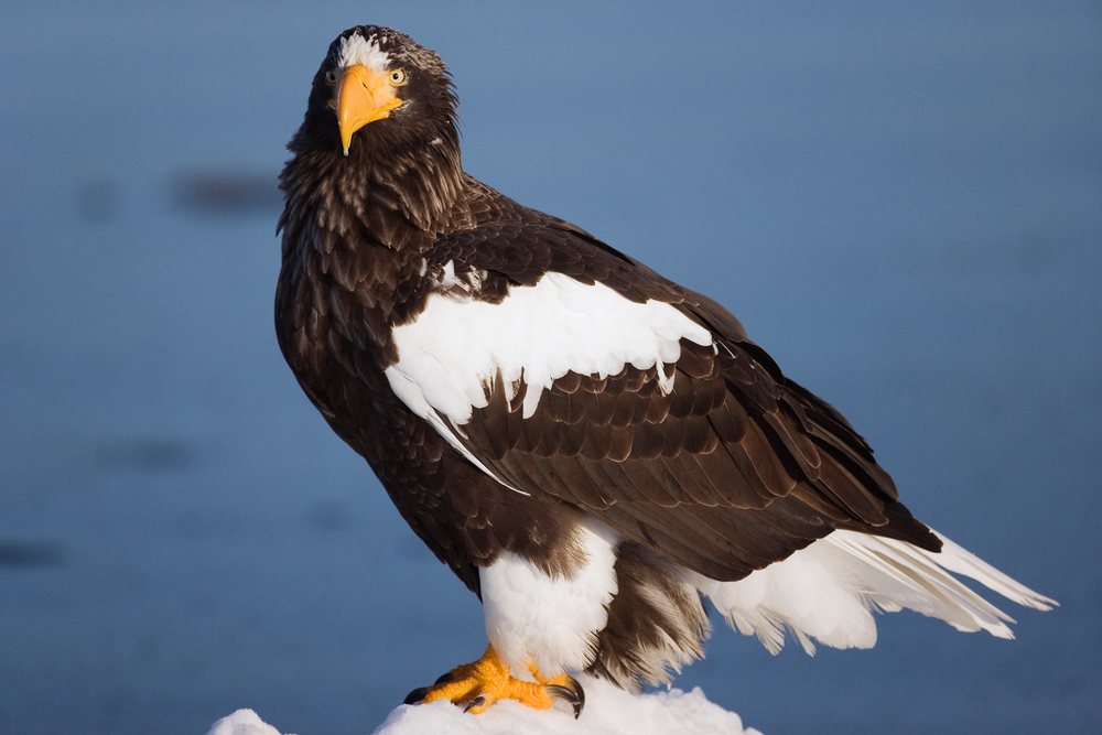 Steller's sea eagle perched in winter, Japan
