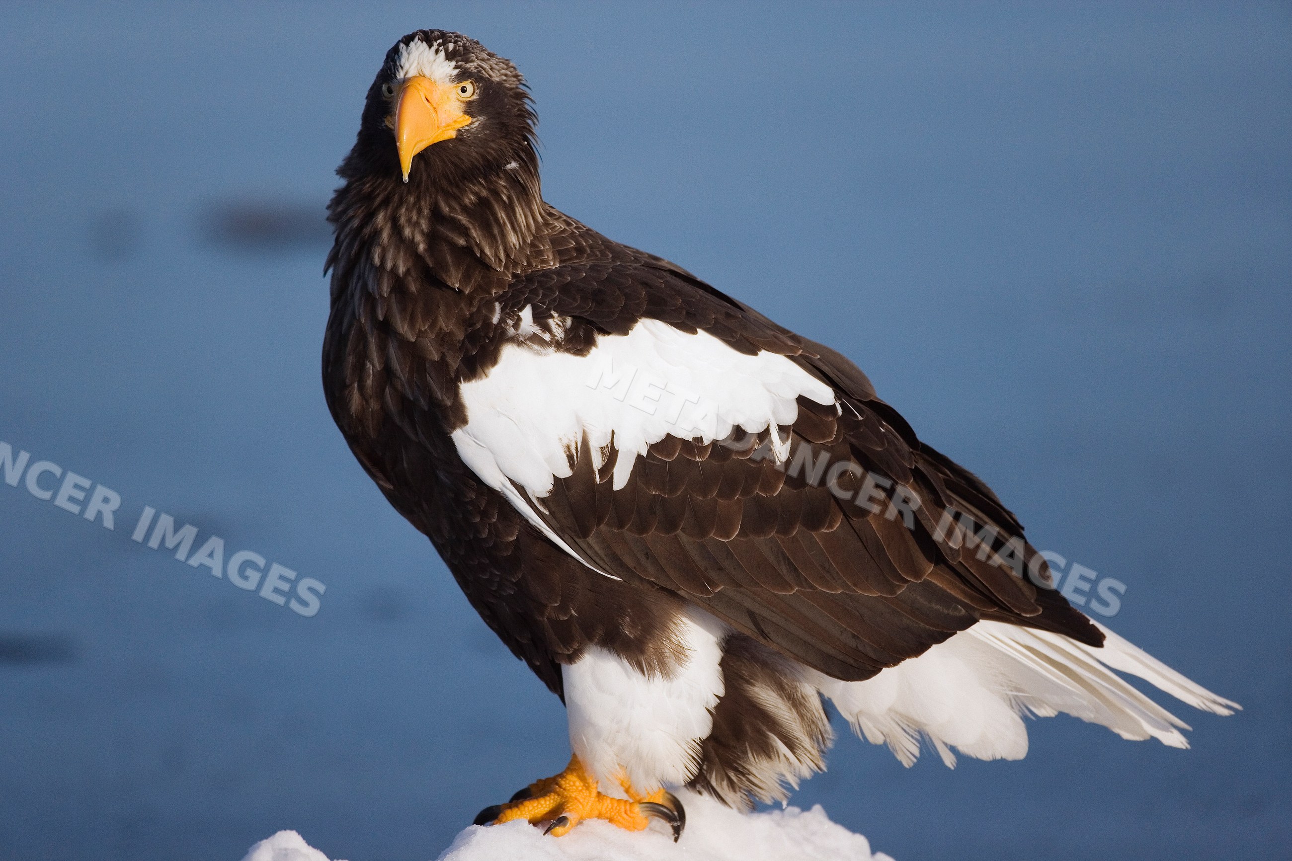 Steller's sea eagle perched in winter, Japan