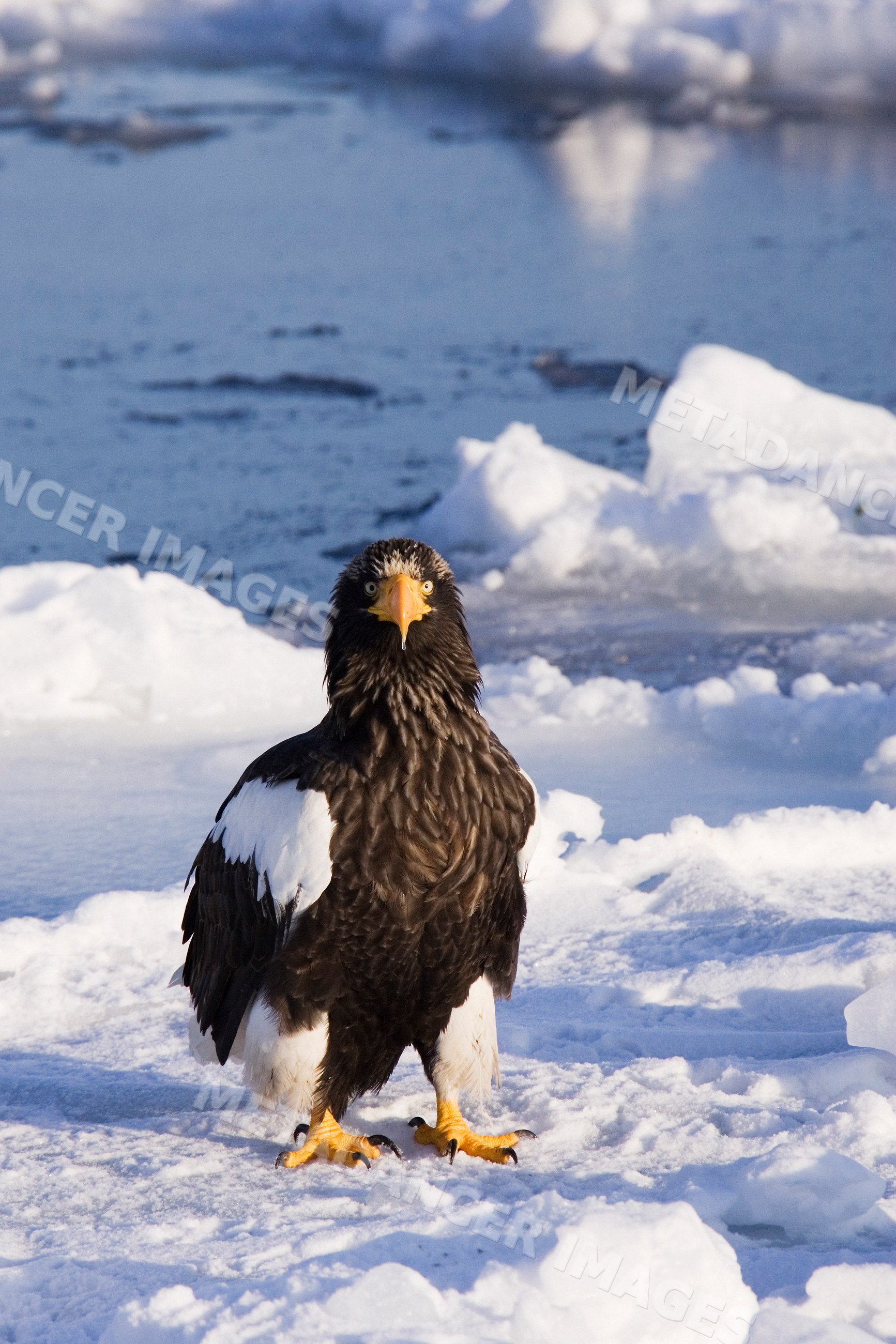 Steller's sea eagle standing on snowy ice near nemuro channel Japan