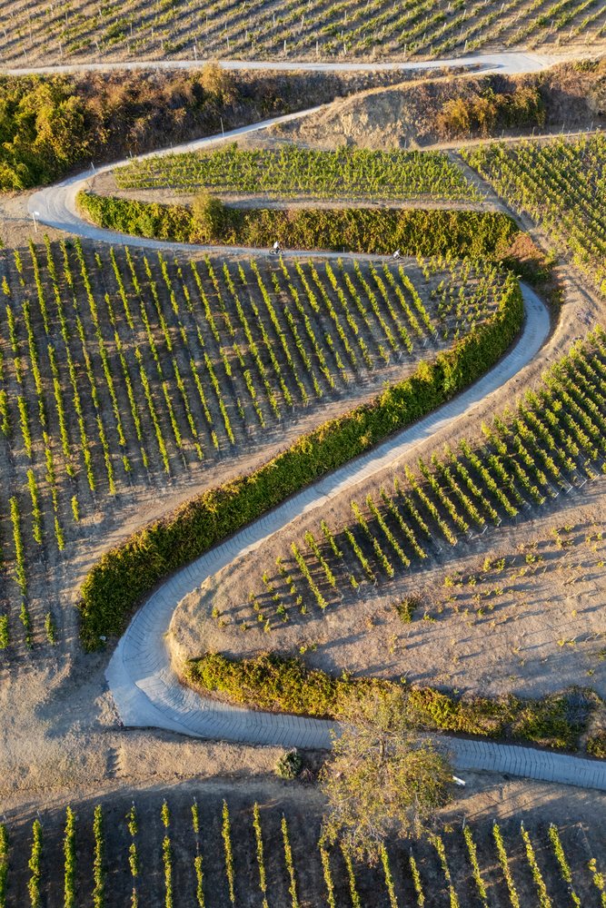 Winding road through Vineyards in tokaj, Hungary with cyclists