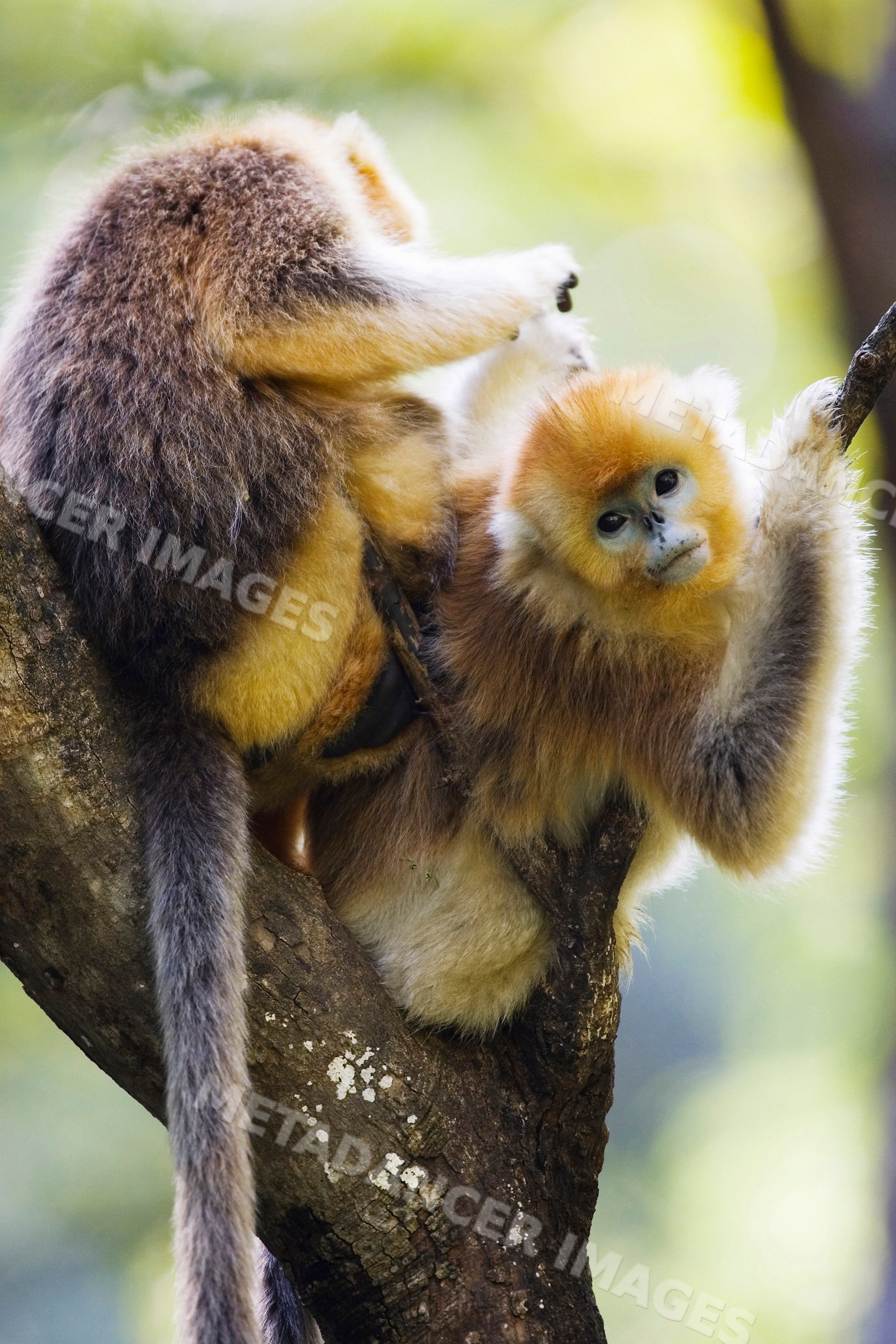 Golden monkeys grooming on tree nature reserve