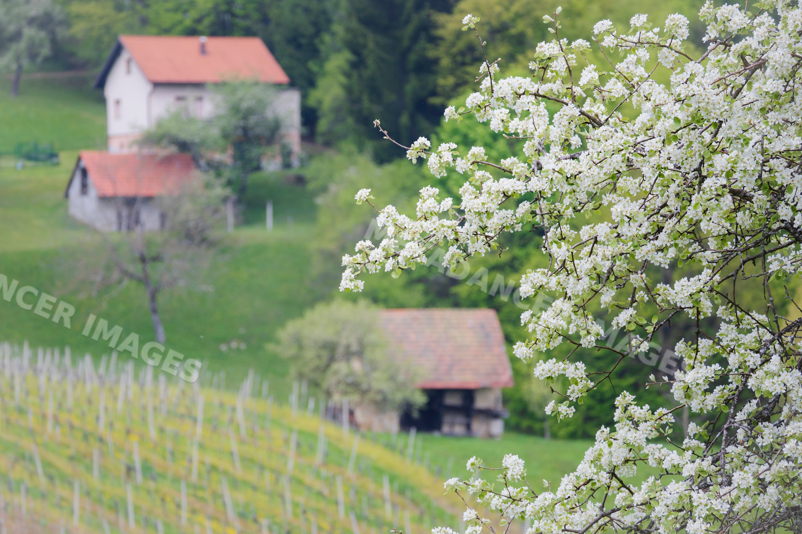 Pear blossoms with farm buildings and vineyard