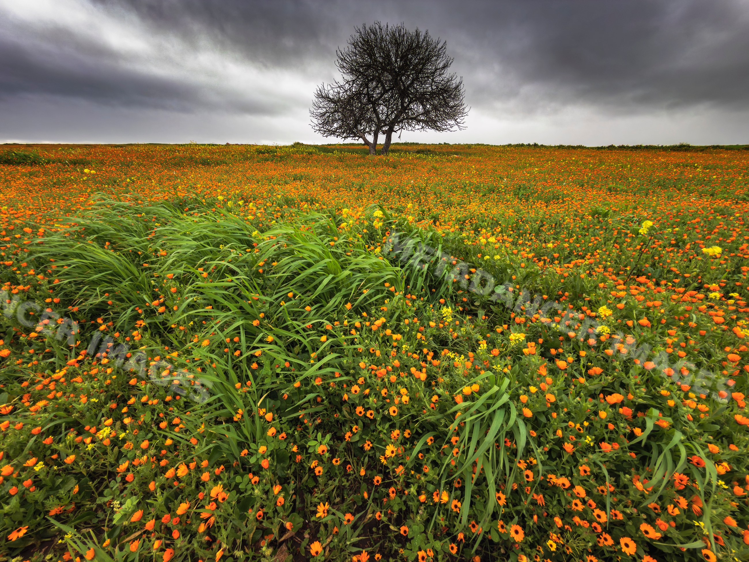 Wildflowers bloom in field under solitary Tree and stormy sky in safi