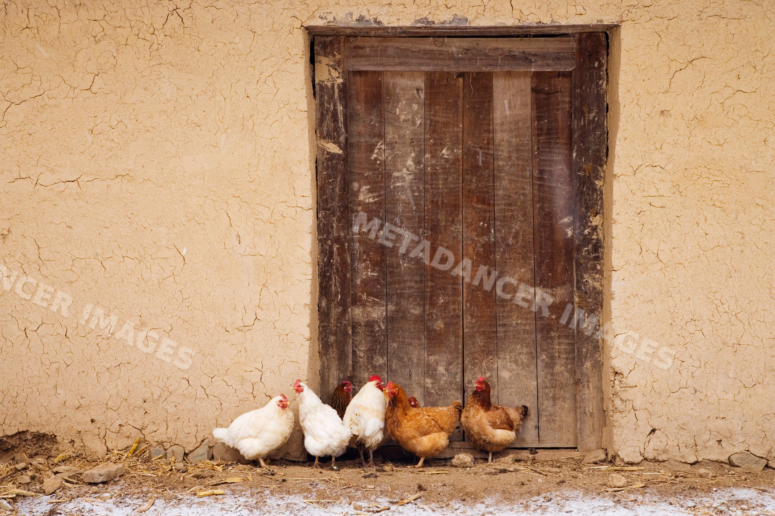 Chickens gathered by a wooden door in a rustic mud wall building