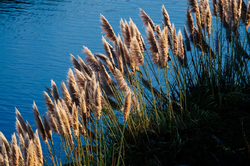Pampas grass growing near water body in natural northern Oregon