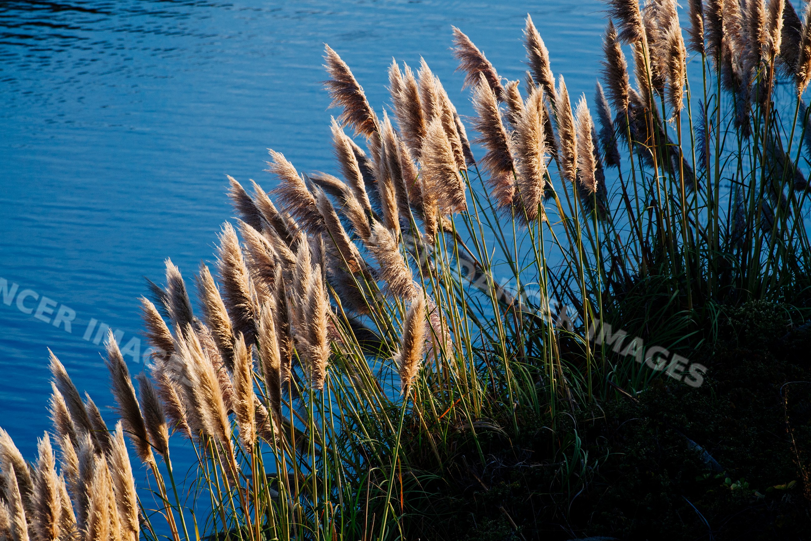 Pampas grass growing near water body in natural northern Oregon