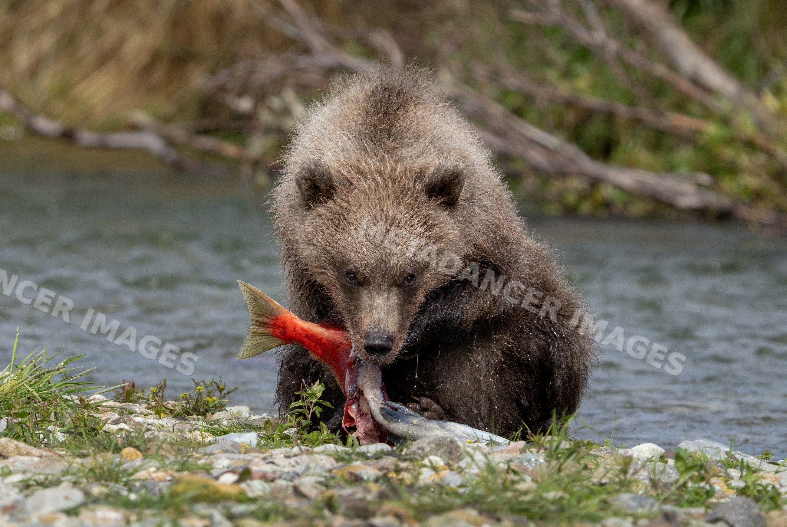 Alaskan Brown bear cub eating salmon on riverbank
