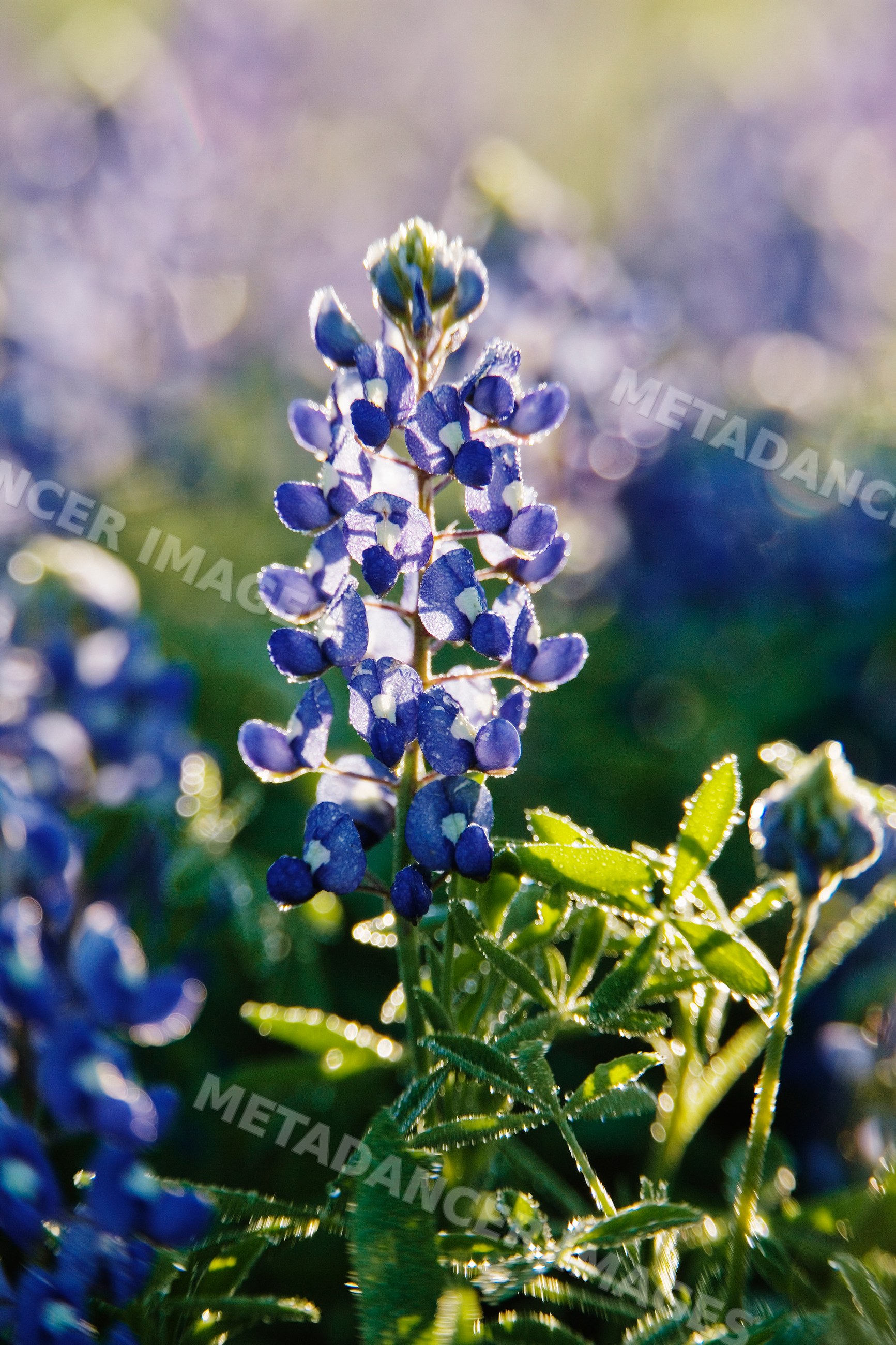 Texas bluebonnets blooming in wildflower field with morning dew