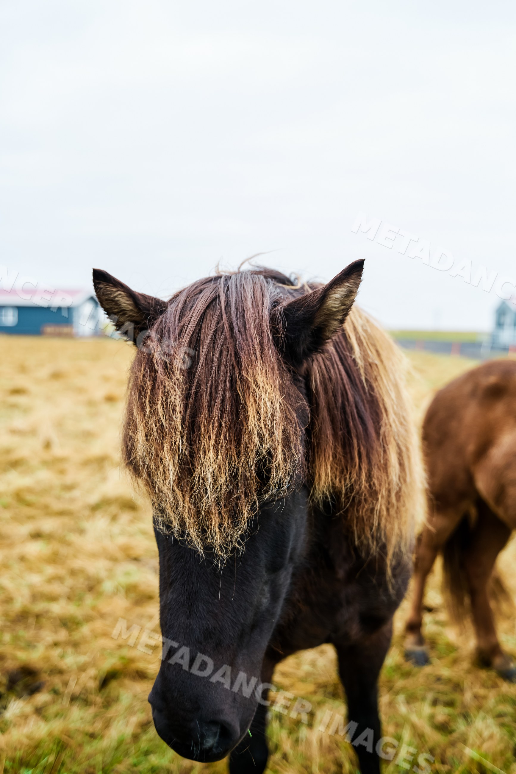 Close-up of a horse with a blonde mane in a field in Iceland
