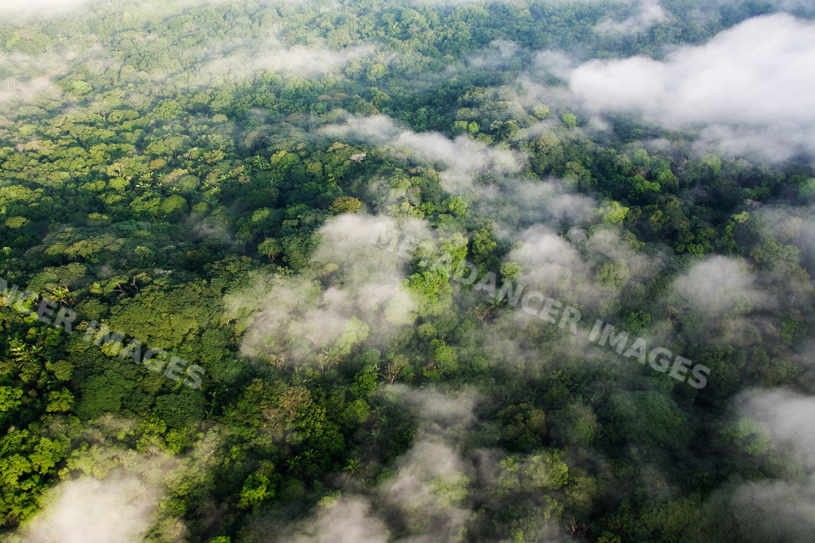 Aerial view of rainforest canopy with fog