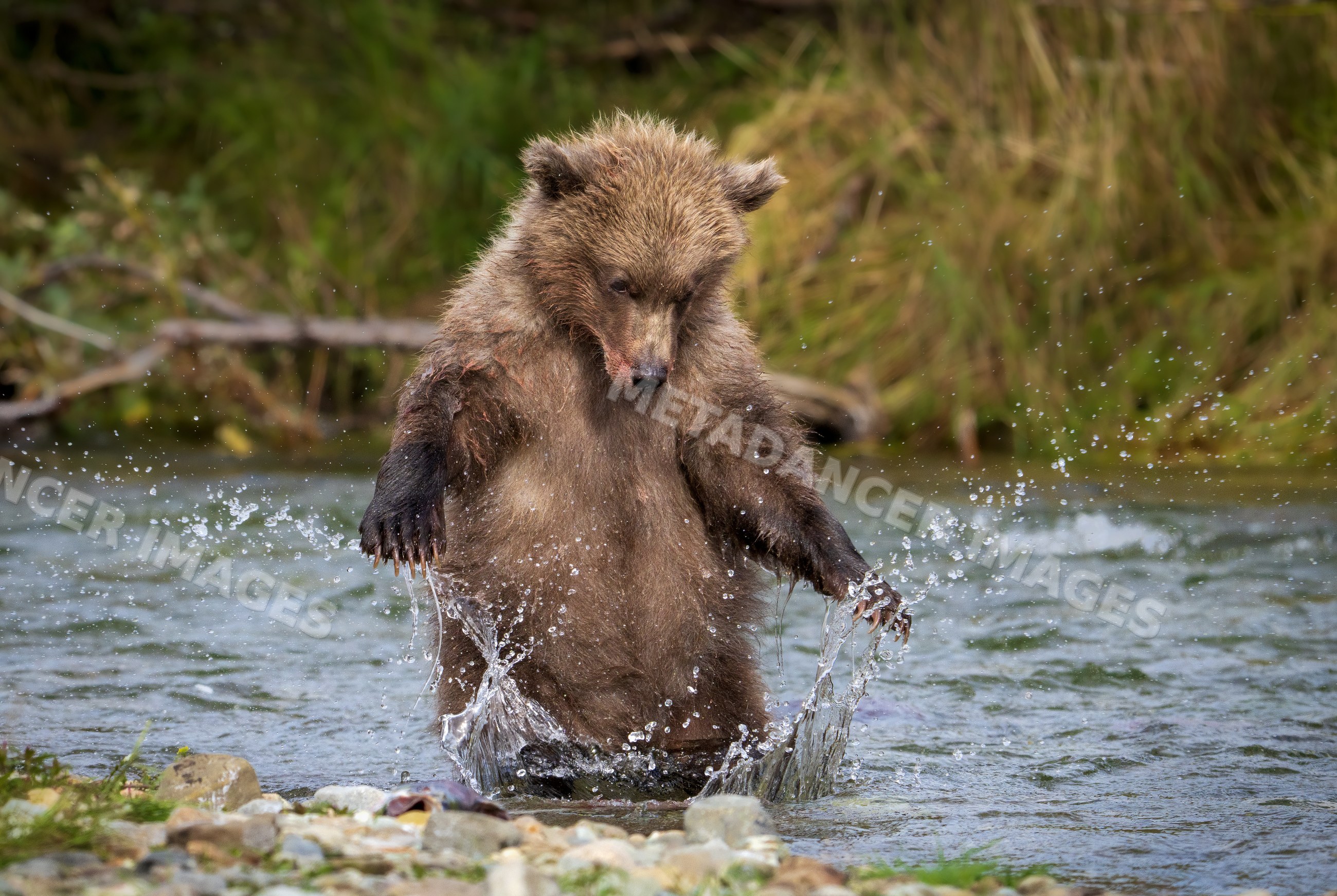 Alaskan Brown bear cub splashing water in Katmai National Park river