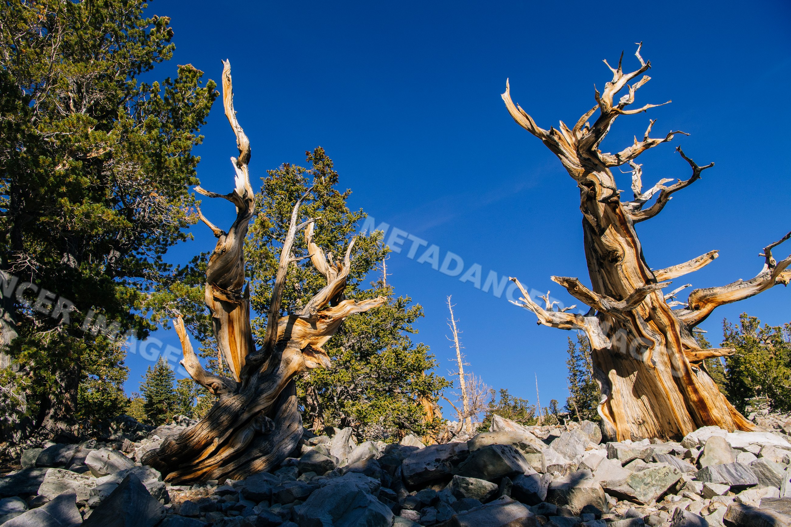 Ancient bristlecone pine trees in rocky mountain forest under blue sky