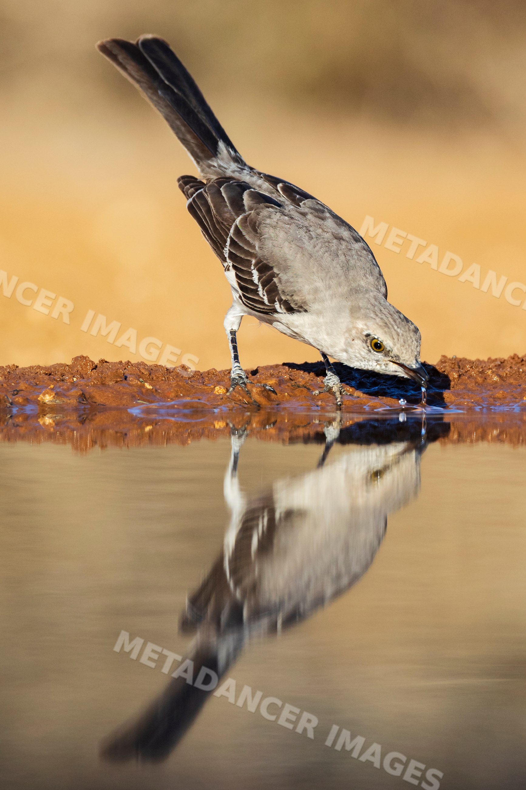 Northern mockingbird drinking at a waterhole in texas