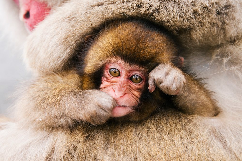 Baby Japanese macaque close-up in winter Japan wildlife