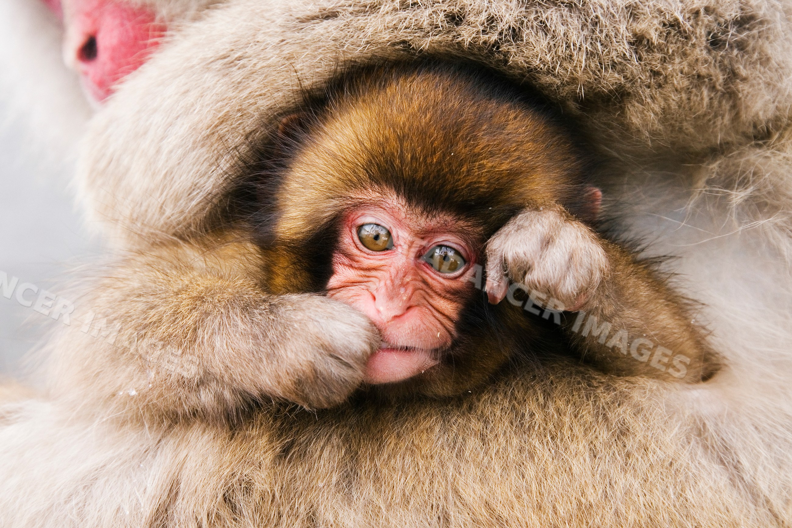 Baby Japanese macaque close-up in winter Japan wildlife