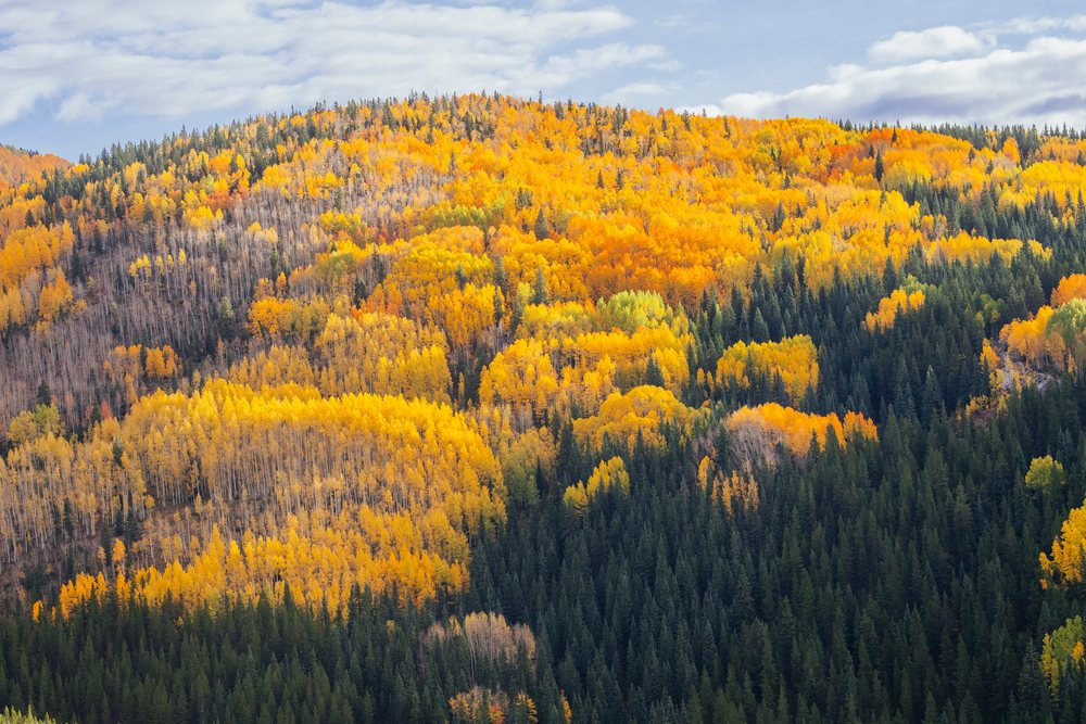 Forest hill showcasing vibrant autumn foliage in Durango Colorado