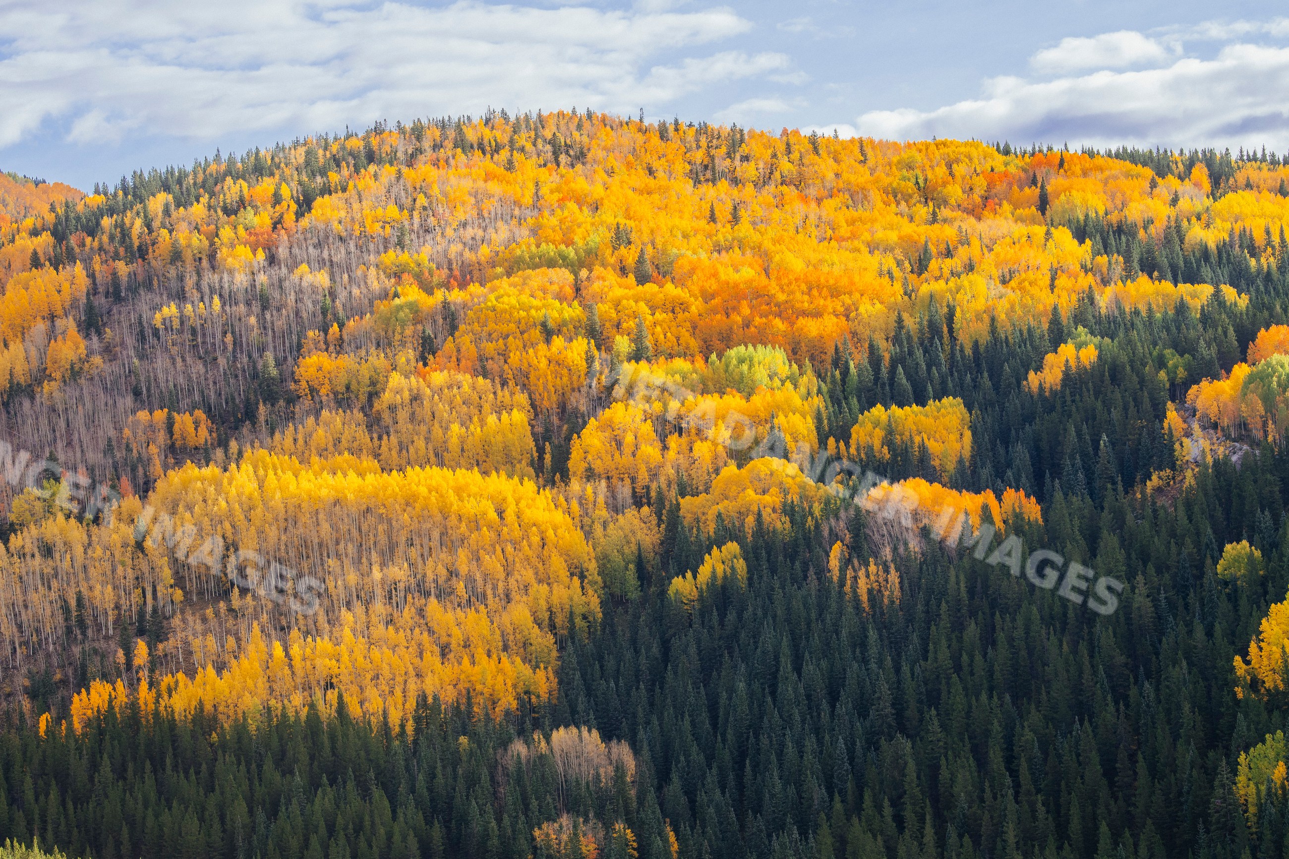Forest hill showcasing vibrant autumn foliage in Durango Colorado
