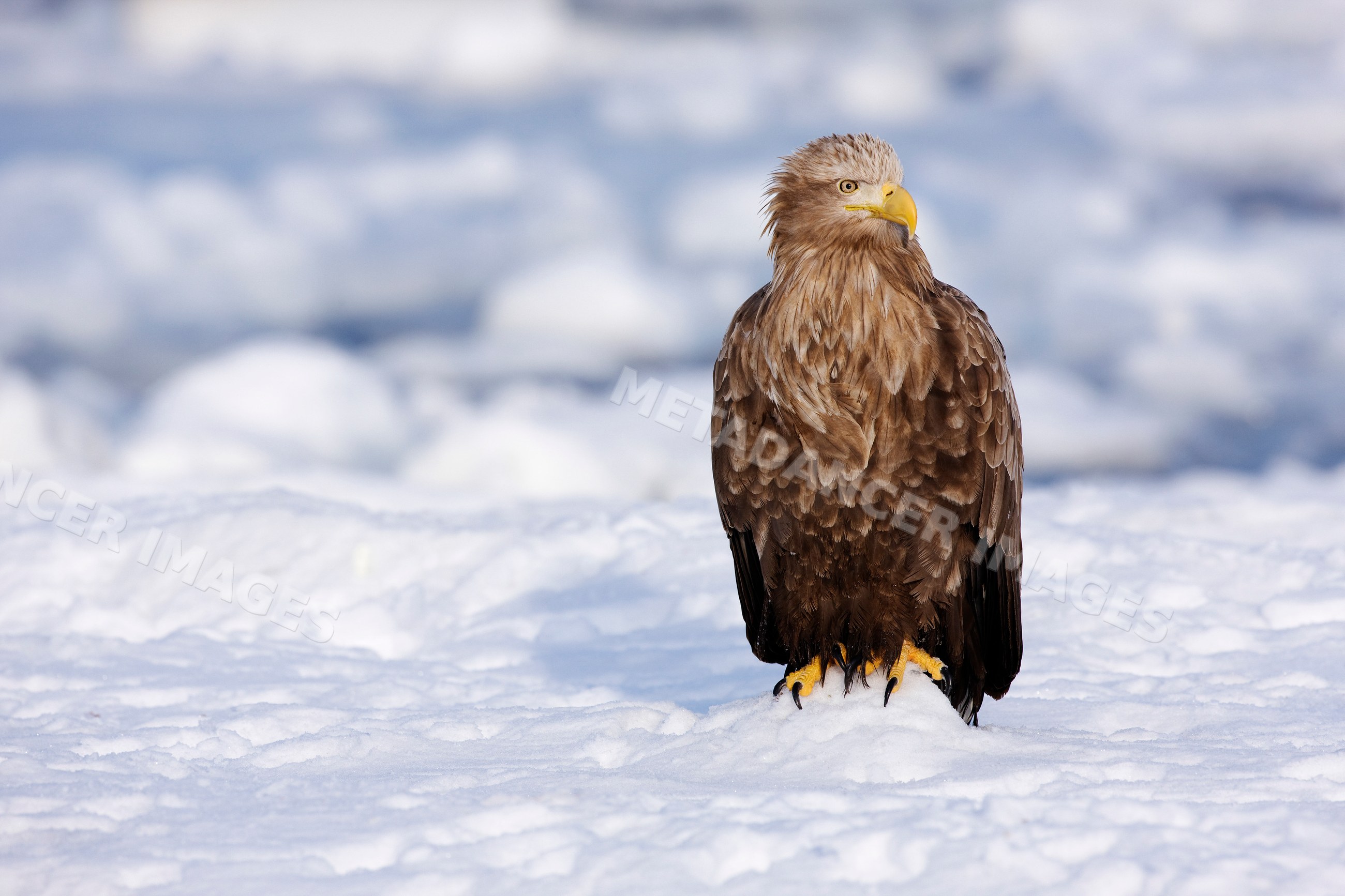 White-tailed eagle perched on snowy ground, japan