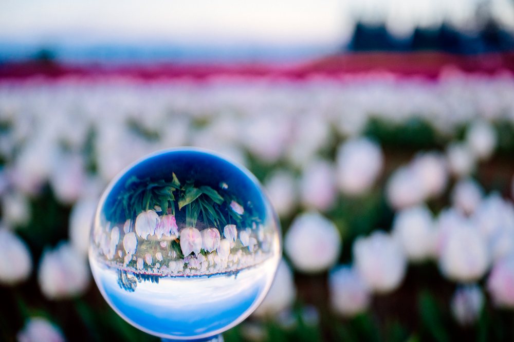 Crystal ball reflection of white and pink tulips in flower field