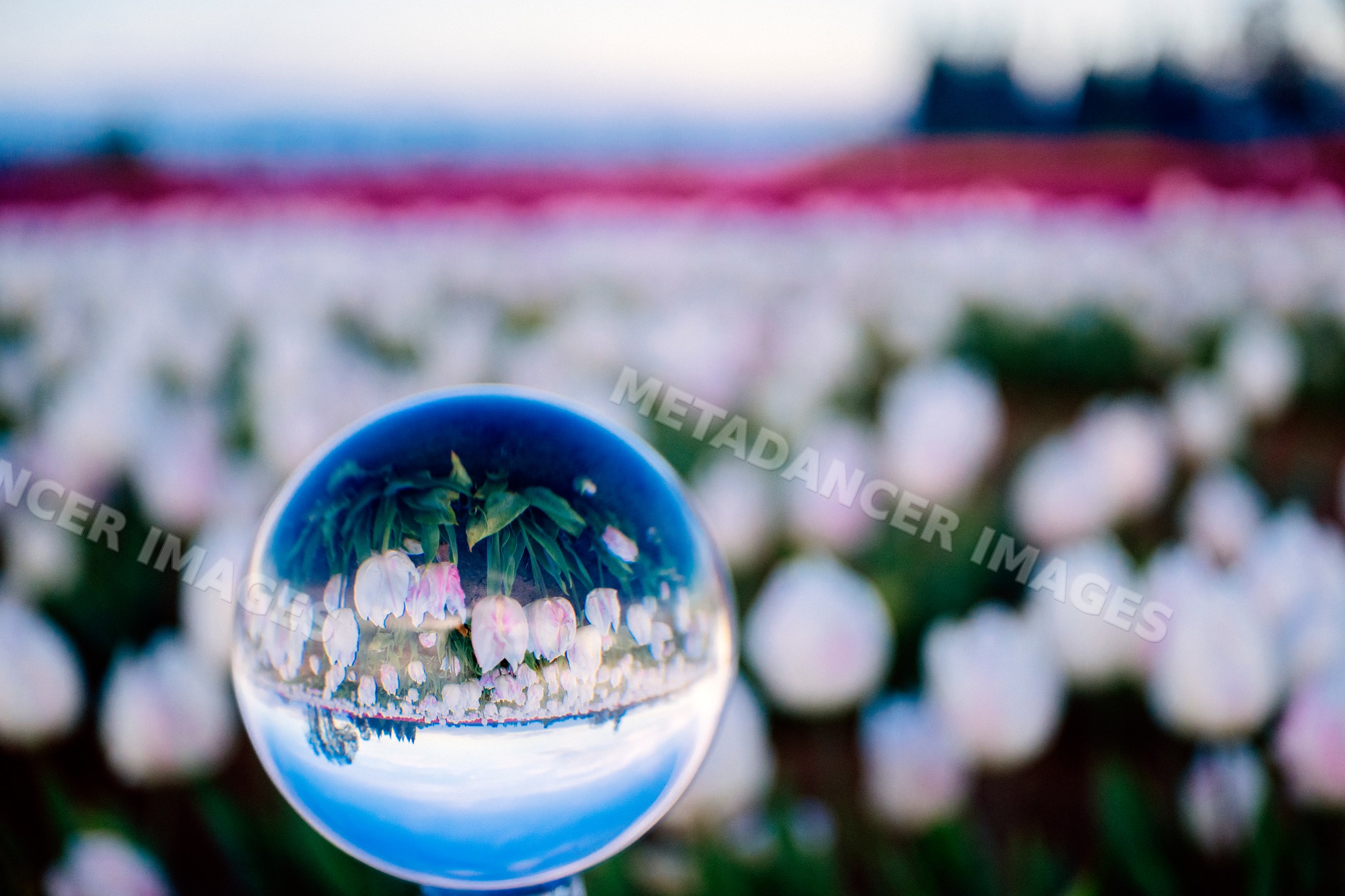 Crystal ball reflection of white and pink tulips in flower field